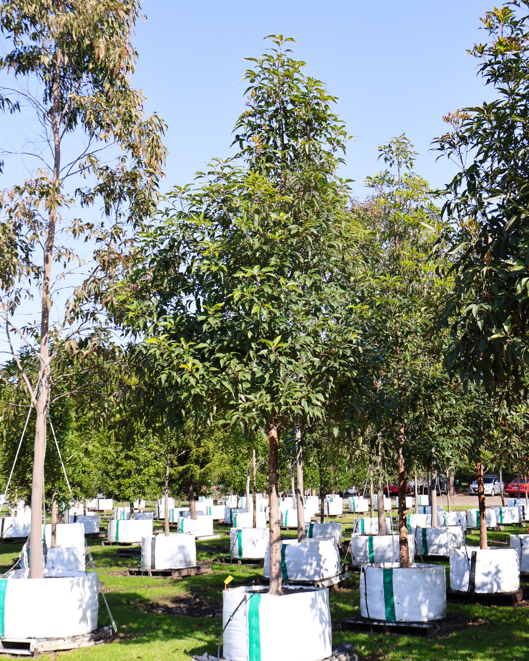 Evergreen Trees Direct