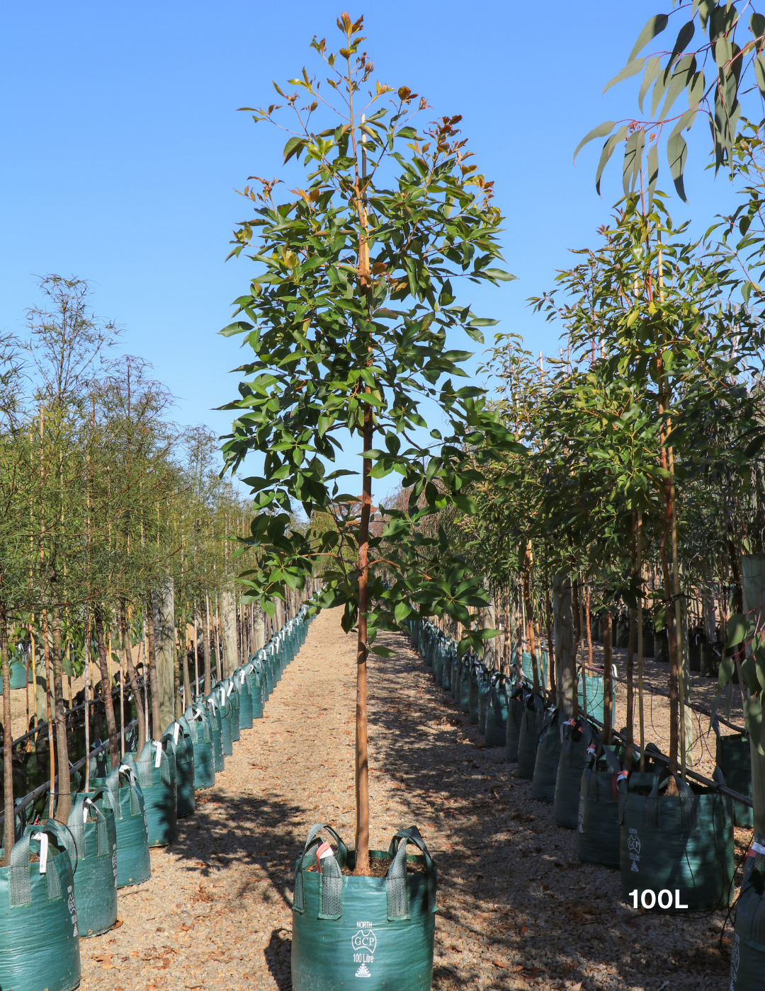 Lophostemon confertus (Queensland Brush Box) - Evergreen Trees Direct