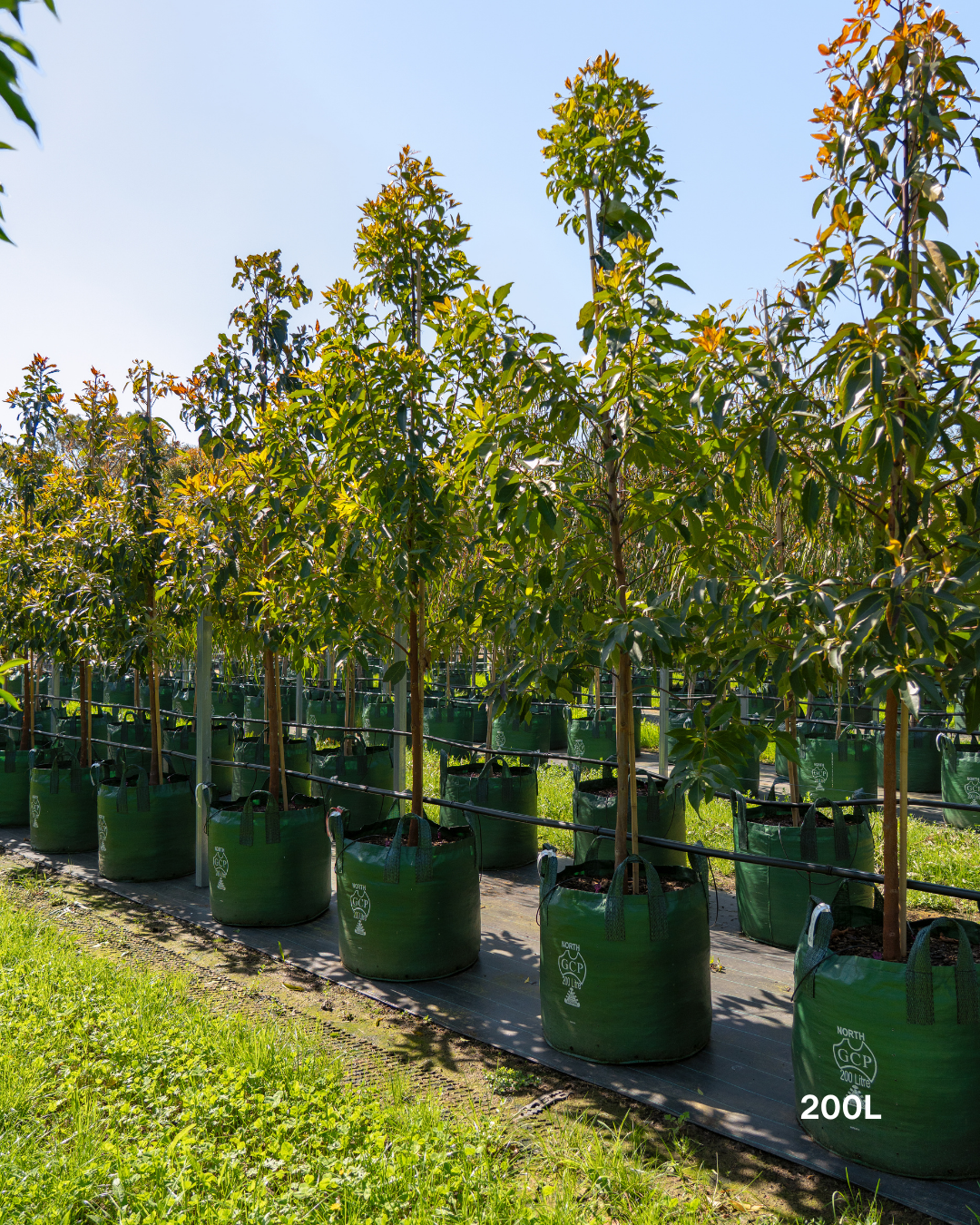 Lophostemon confertus Queensland Brush Box