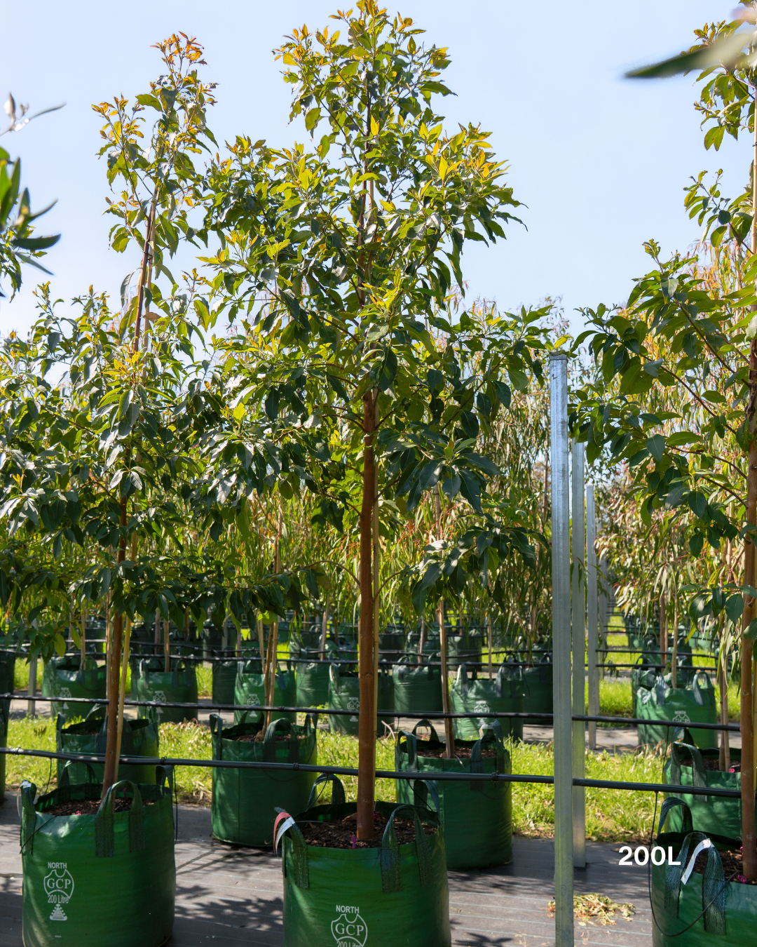 Lophostemon confertus Queensland Brush Box