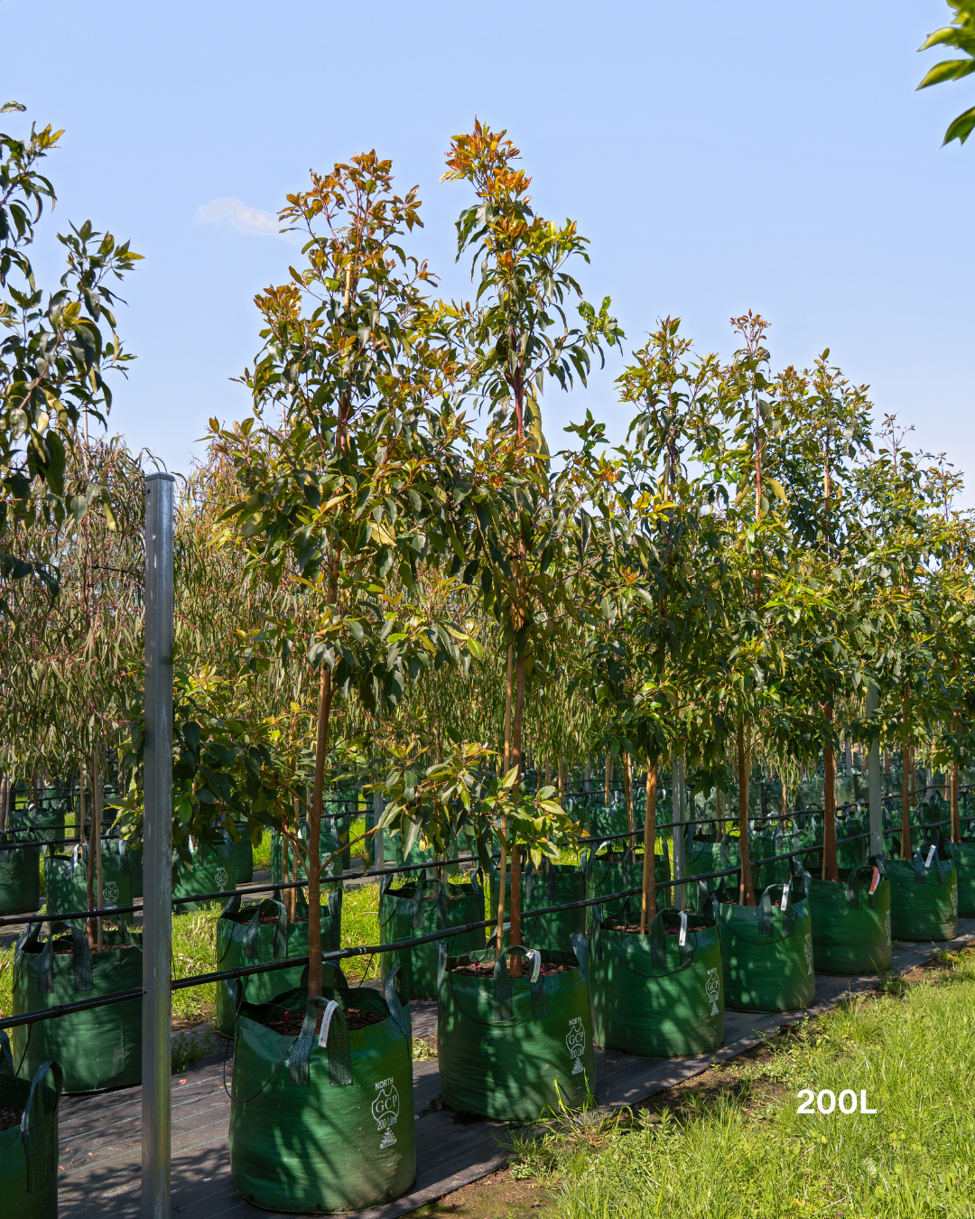Lophostemon confertus Queensland Brush Box