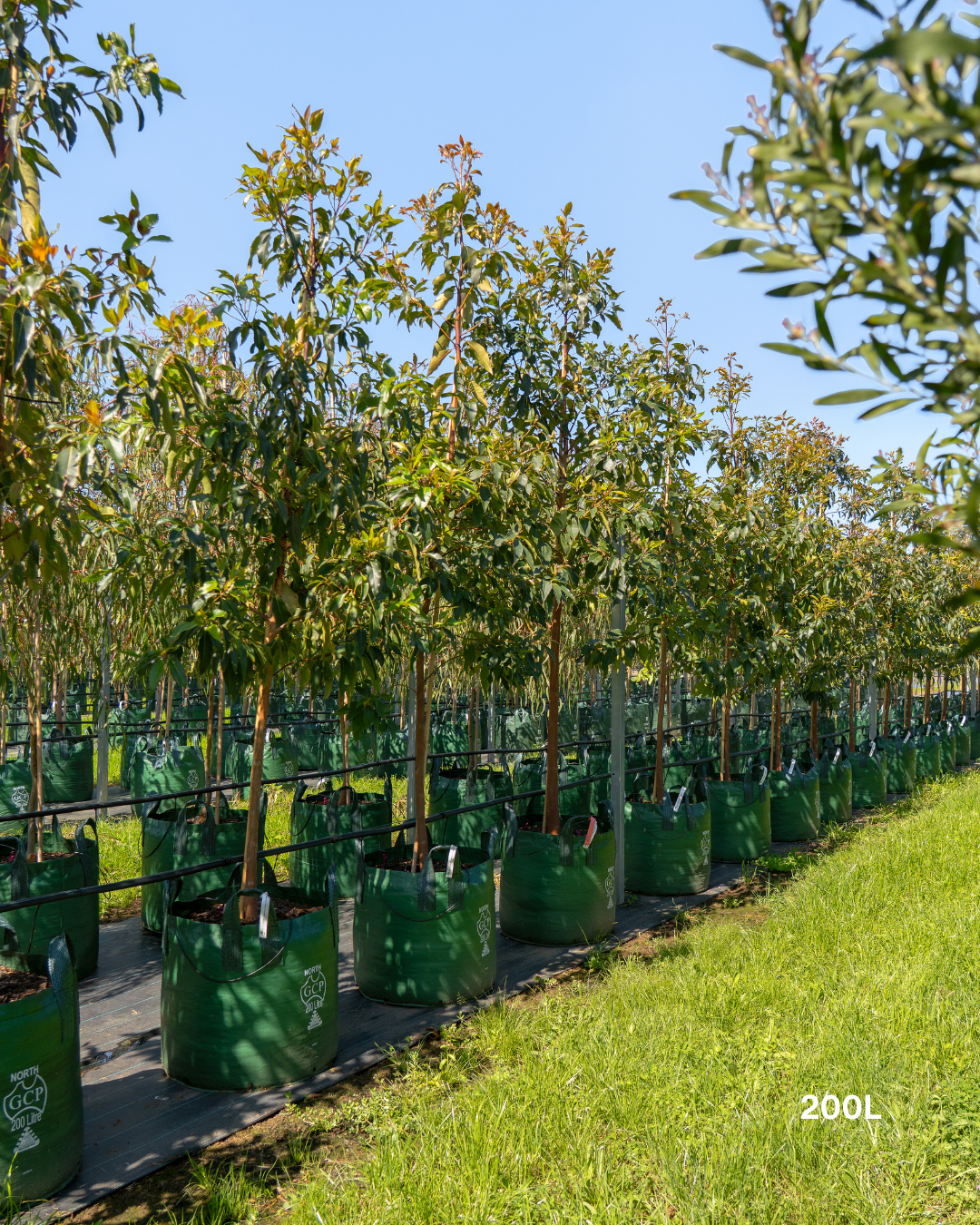 Lophostemon confertus Queensland Brush Box