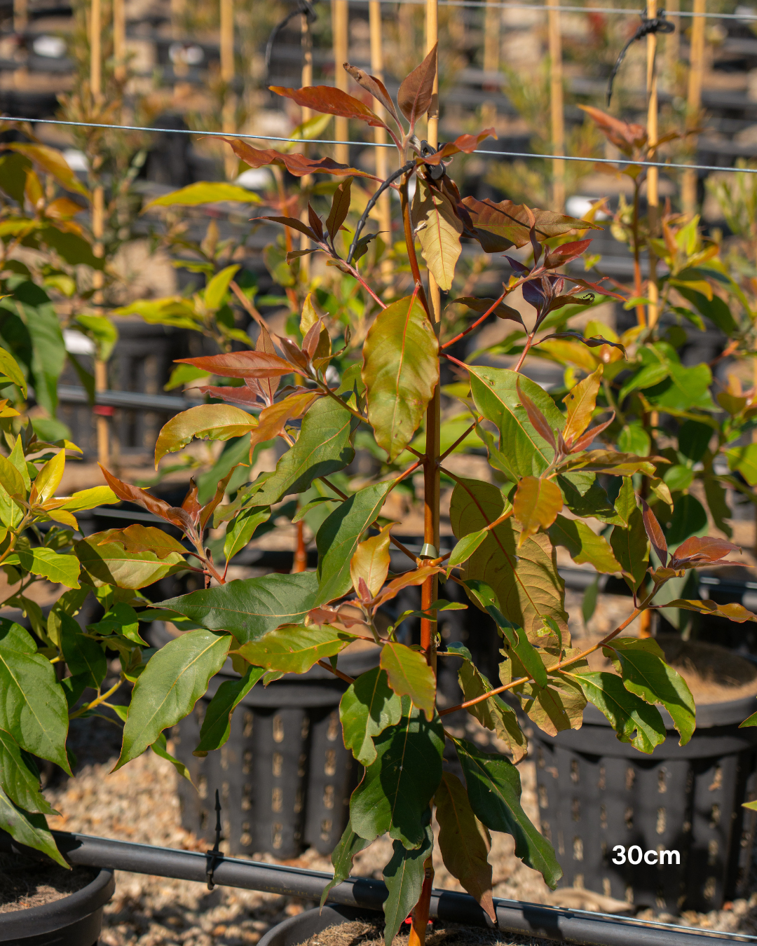 Lophostemon confertus Queensland Brush Box