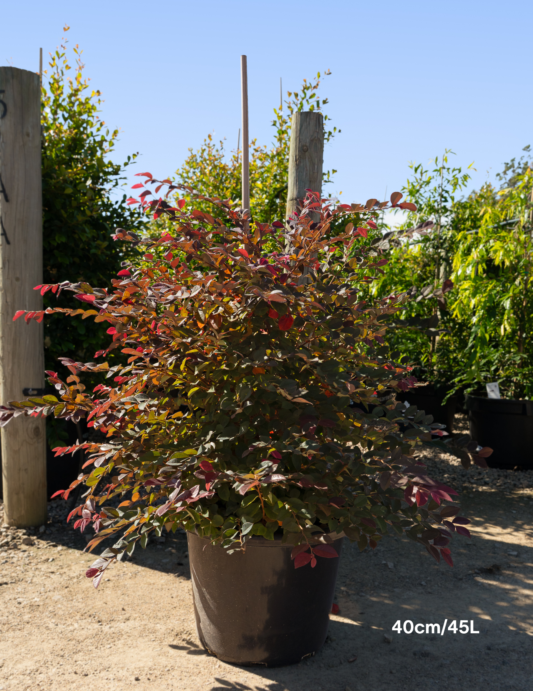 Loropetalum chinense ‘Burgundy’ – Burgundy Loropetalum