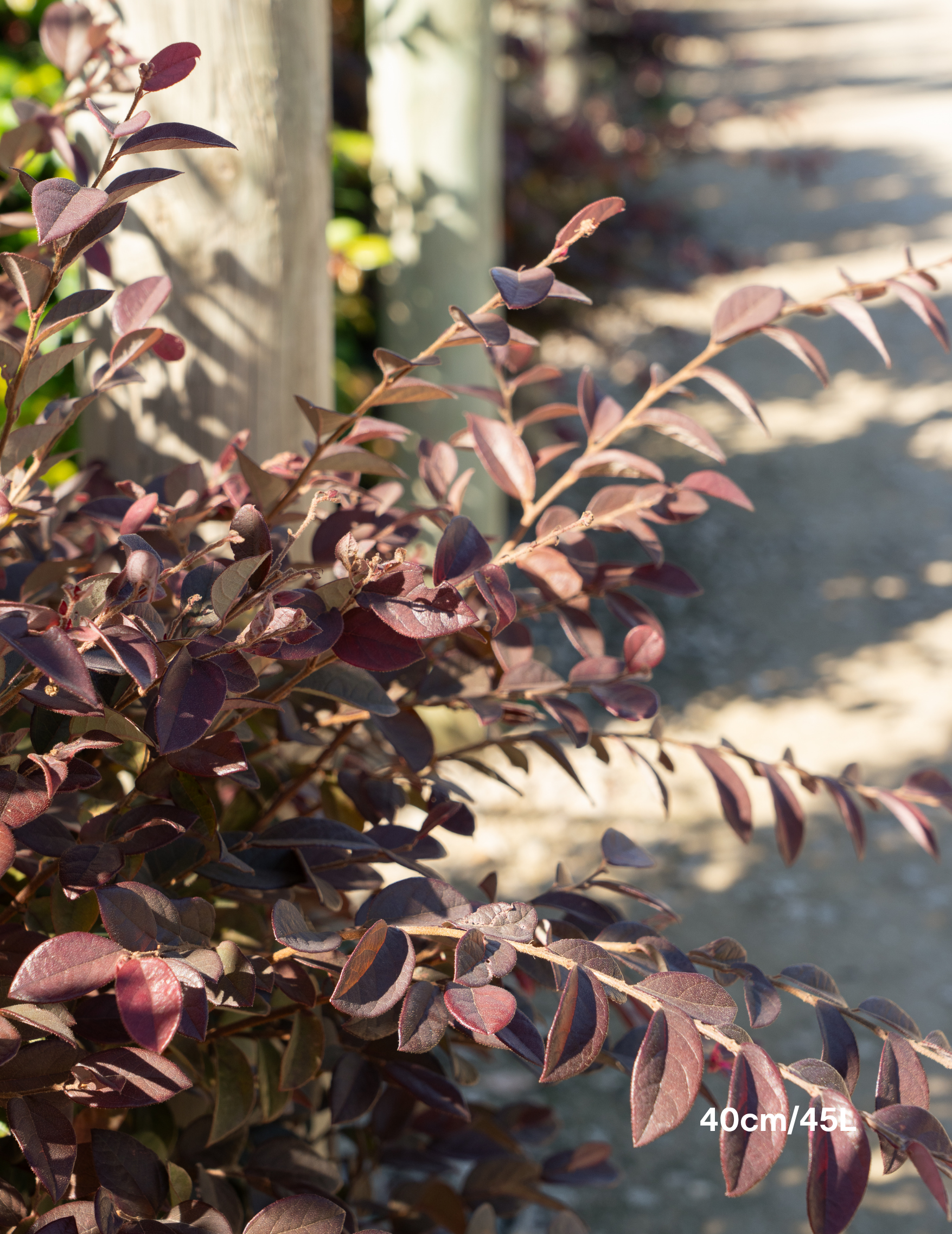 Loropetalum chinense ‘Burgundy’ – Burgundy Loropetalum