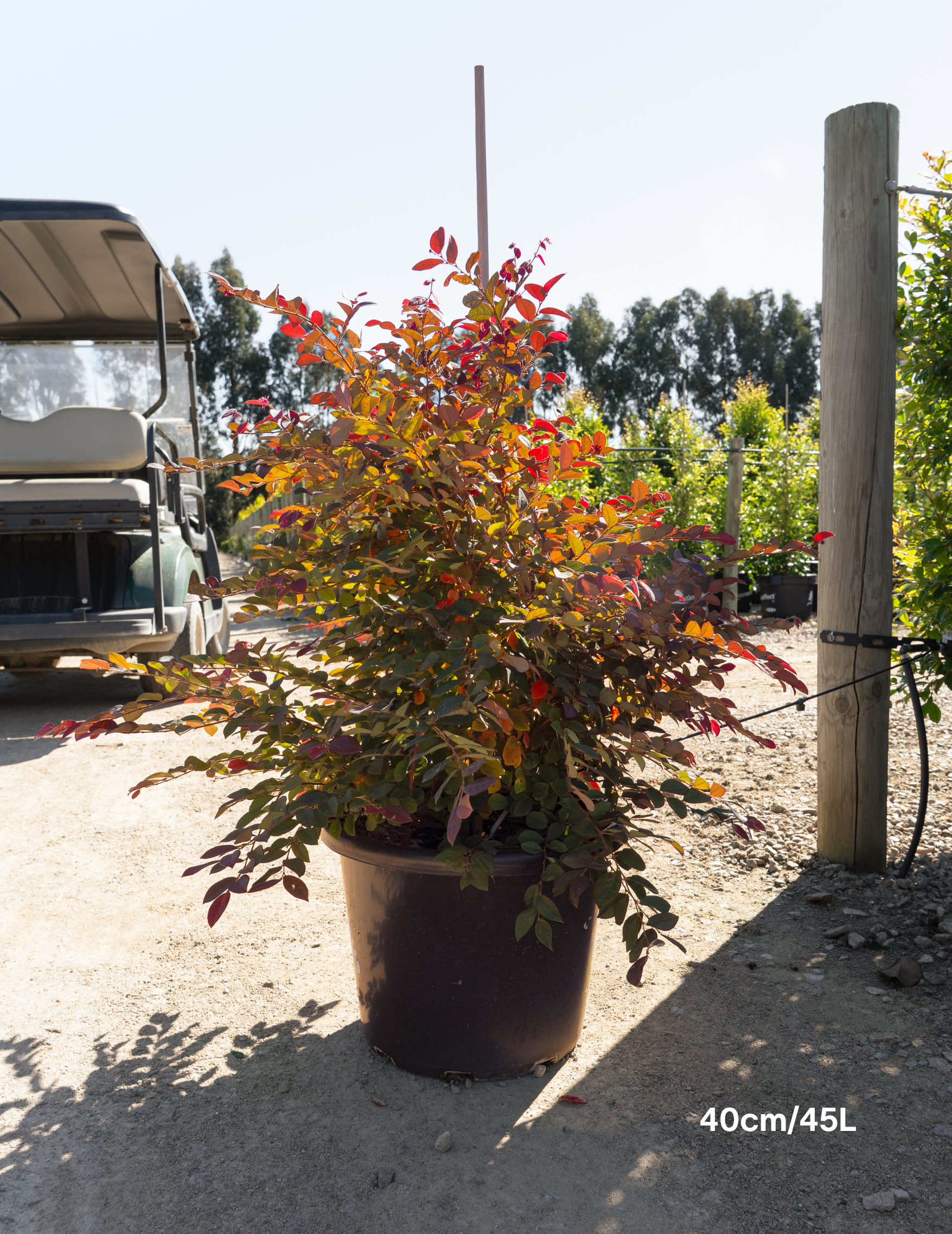 Loropetalum chinense ‘Burgundy’ – Burgundy Loropetalum