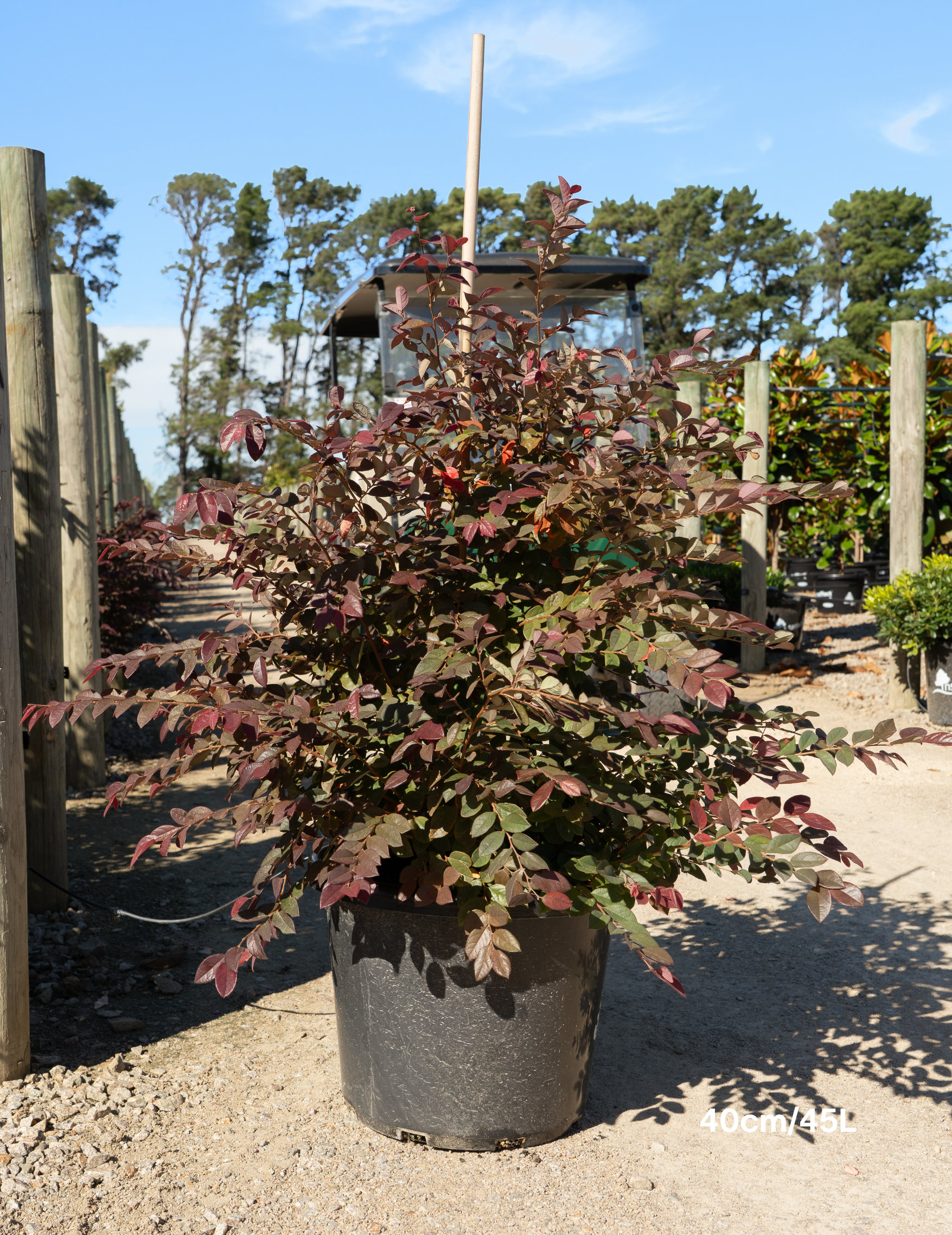 Loropetalum chinense ‘Burgundy’ – Burgundy Loropetalum