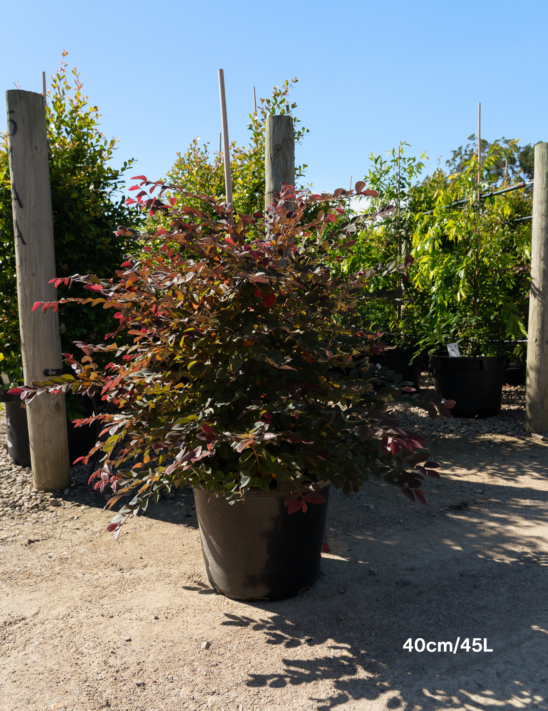 Loropetalum chinense ‘Burgundy’ – Burgundy Loropetalum