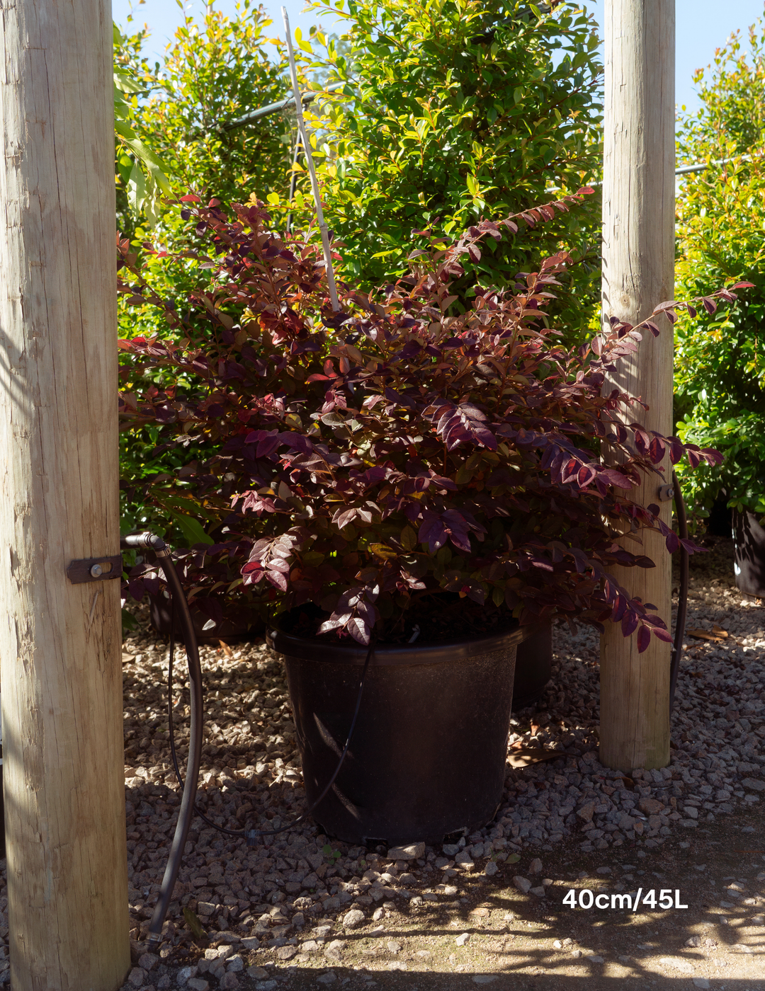 Loropetalum chinense ‘Burgundy’ – Burgundy Loropetalum