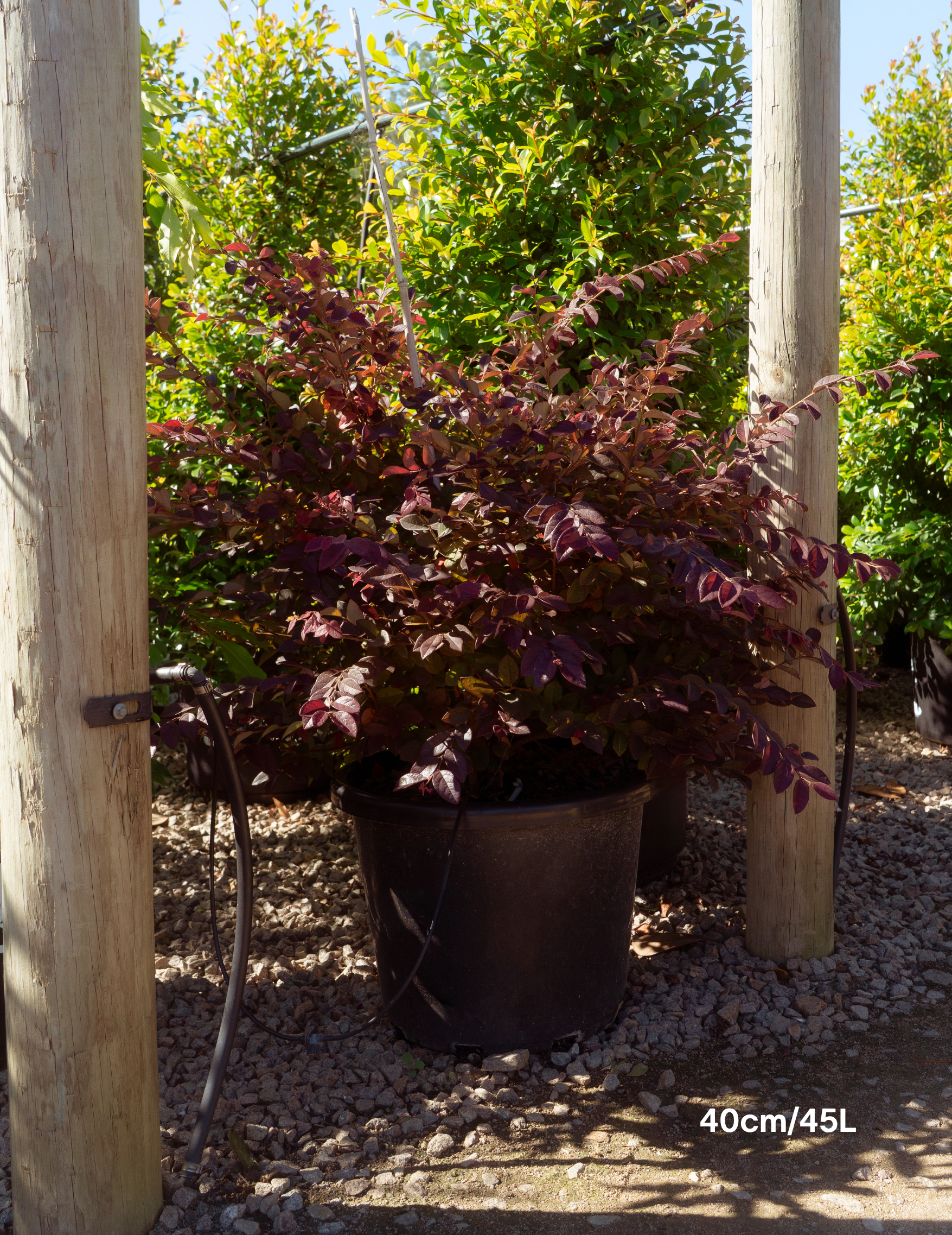 Loropetalum chinense ‘Burgundy’ – Burgundy Loropetalum