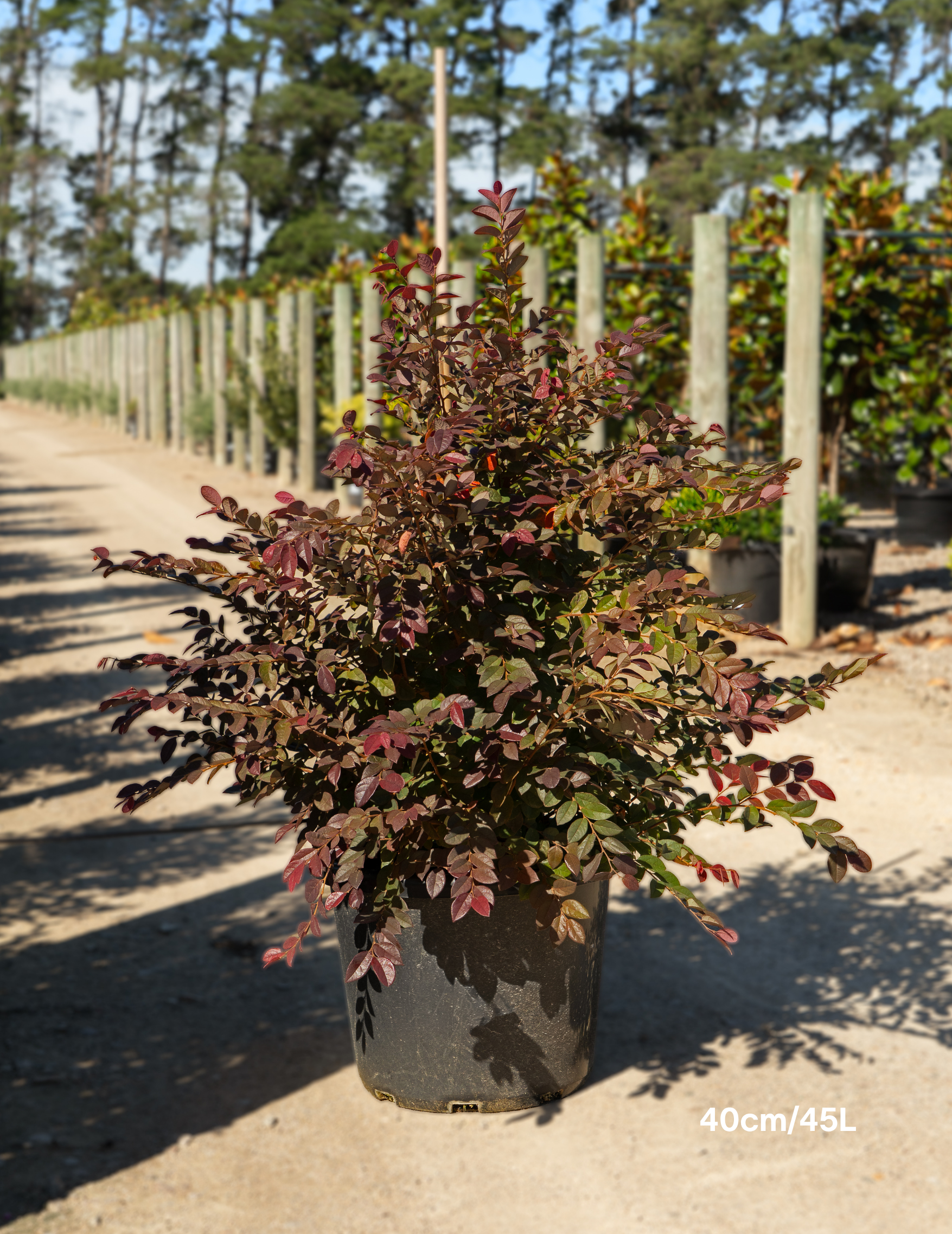 Loropetalum chinense ‘Burgundy’ – Burgundy Loropetalum