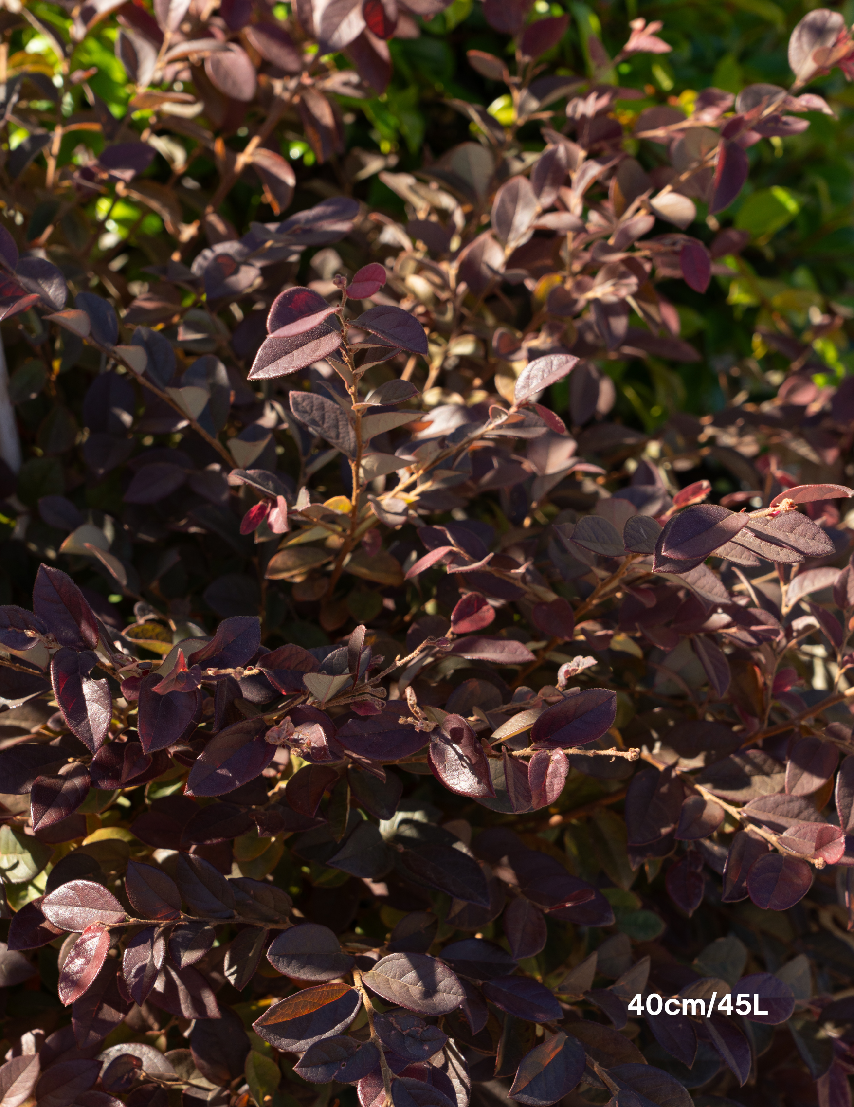 Loropetalum chinense ‘Burgundy’ – Burgundy Loropetalum
