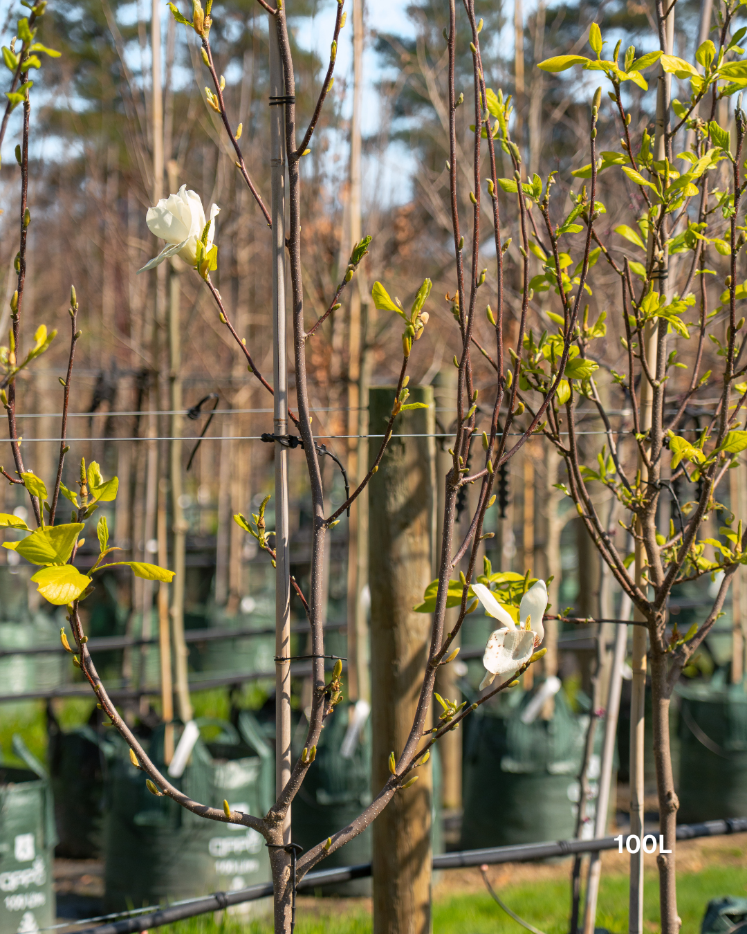 Magnolia denudata – Yulan Magnolia