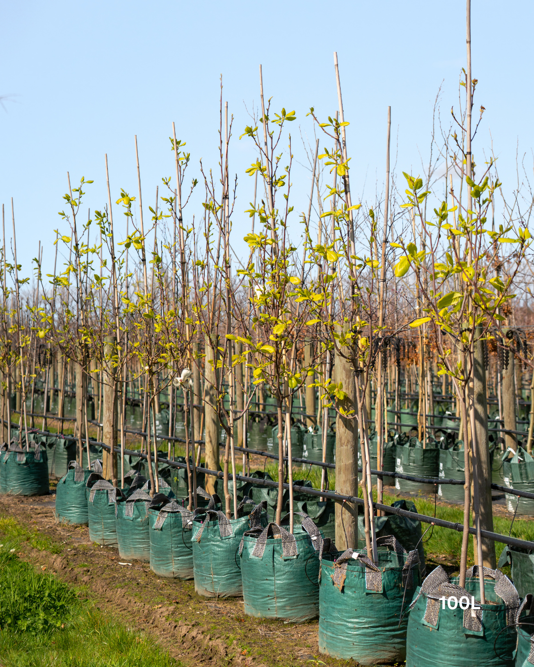 Magnolia denudata – Yulan Magnolia