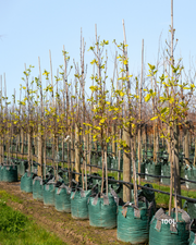 Magnolia denudata – Yulan Magnolia