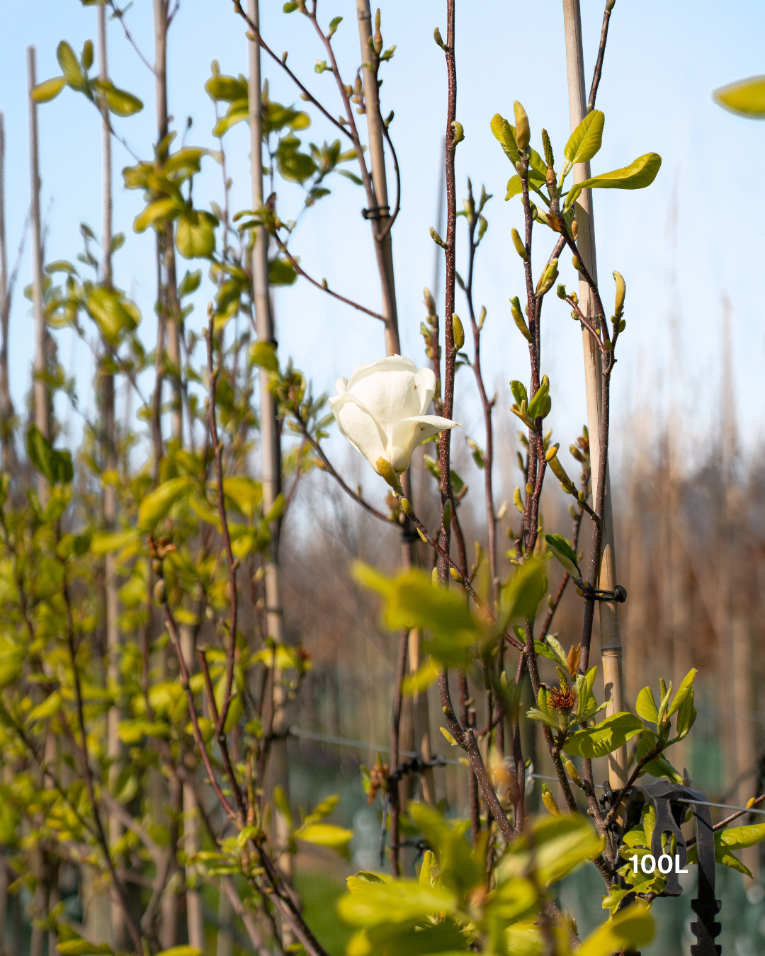 Magnolia denudata – Yulan Magnolia