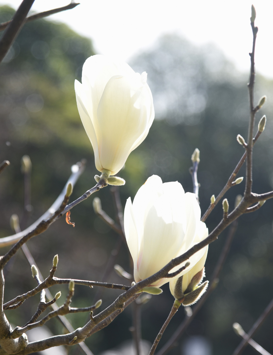 Magnolia denudata – White Lily Magnolia - Sale - Evergreen Trees Direct