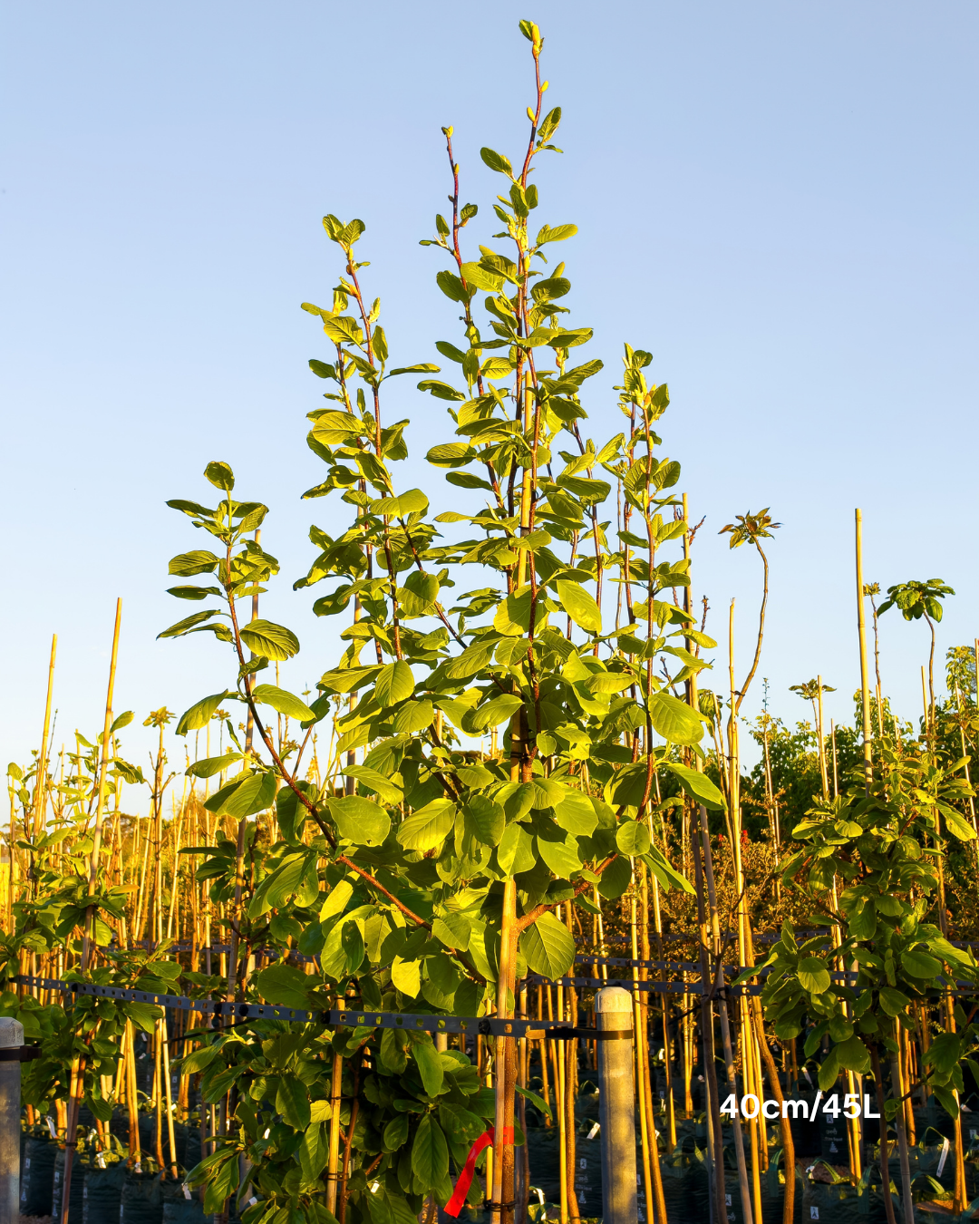 Magnolia denudata – Yulan Magnolia