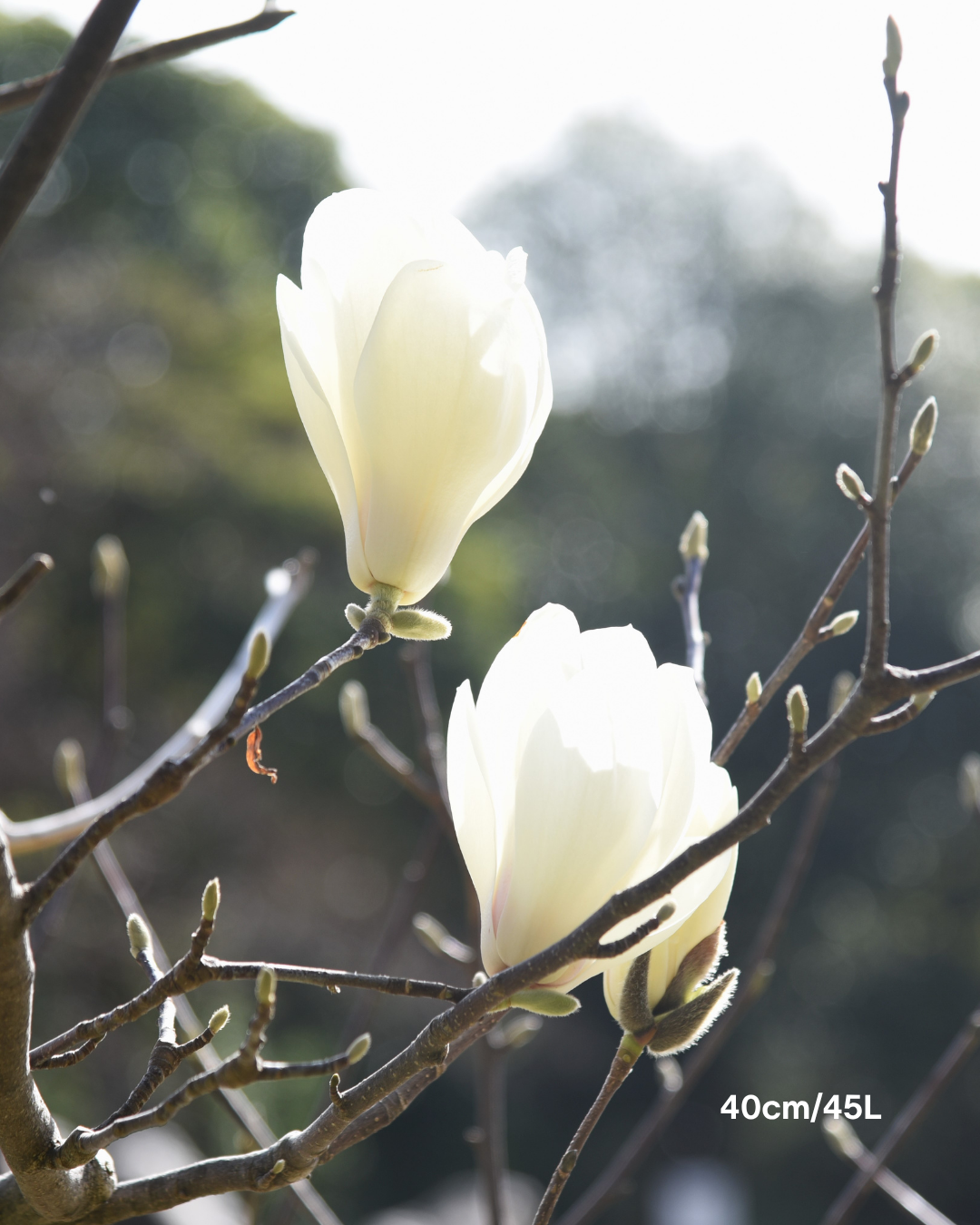 Magnolia denudata – Yulan Magnolia
