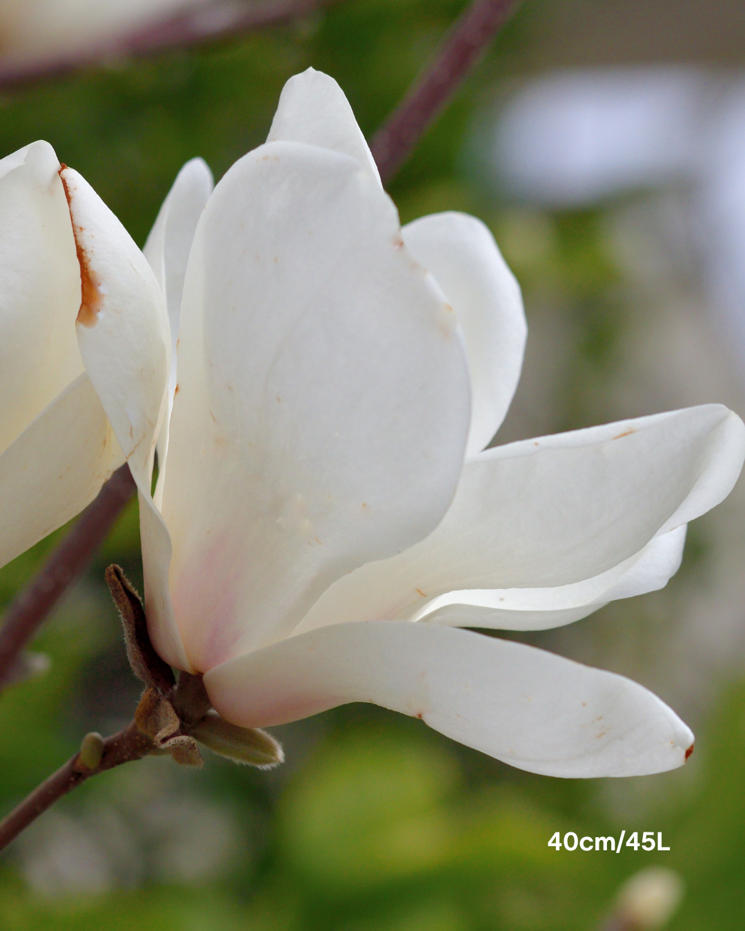Magnolia denudata – Yulan Magnolia