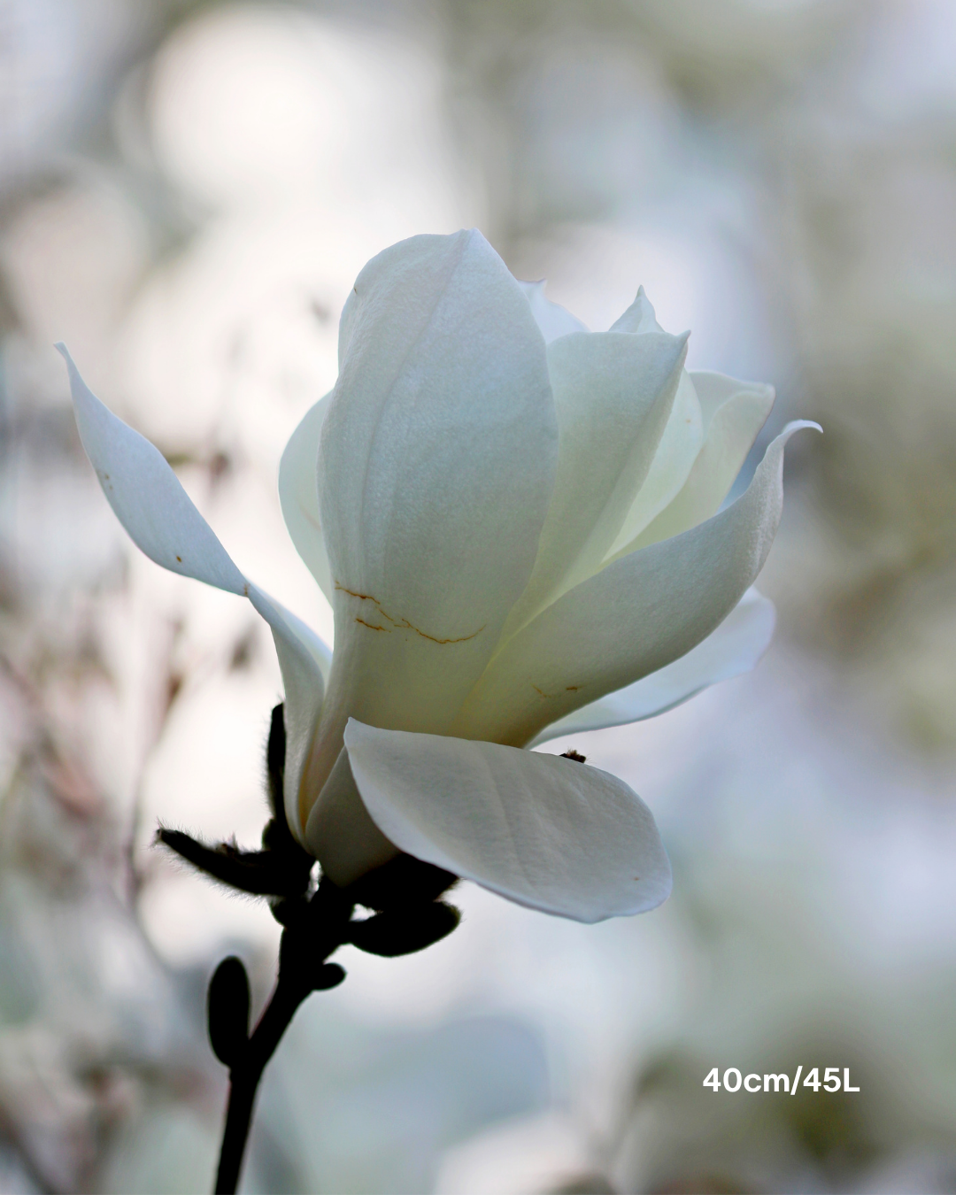 Magnolia denudata – Yulan Magnolia