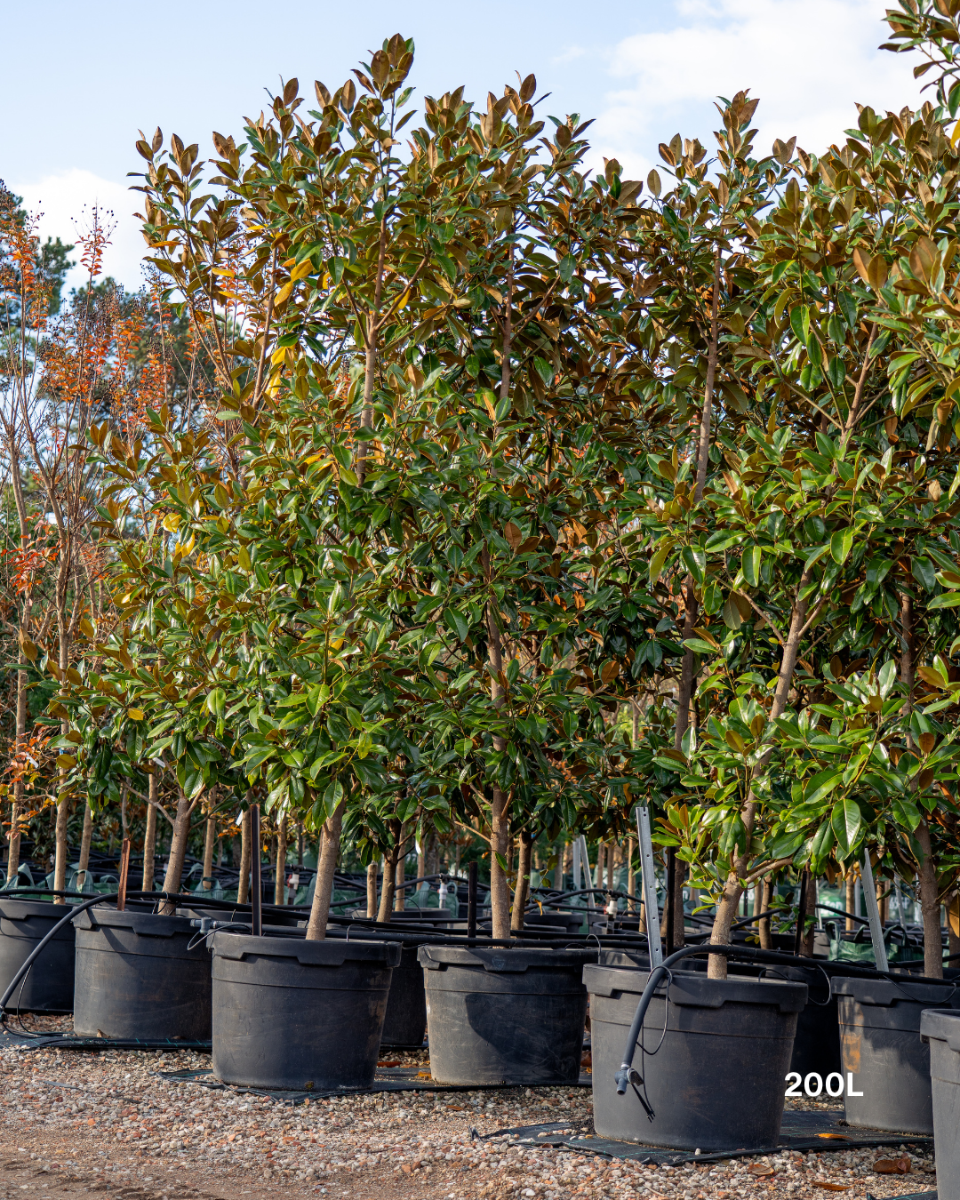 Magnolia grandiflora 'Exmouth'