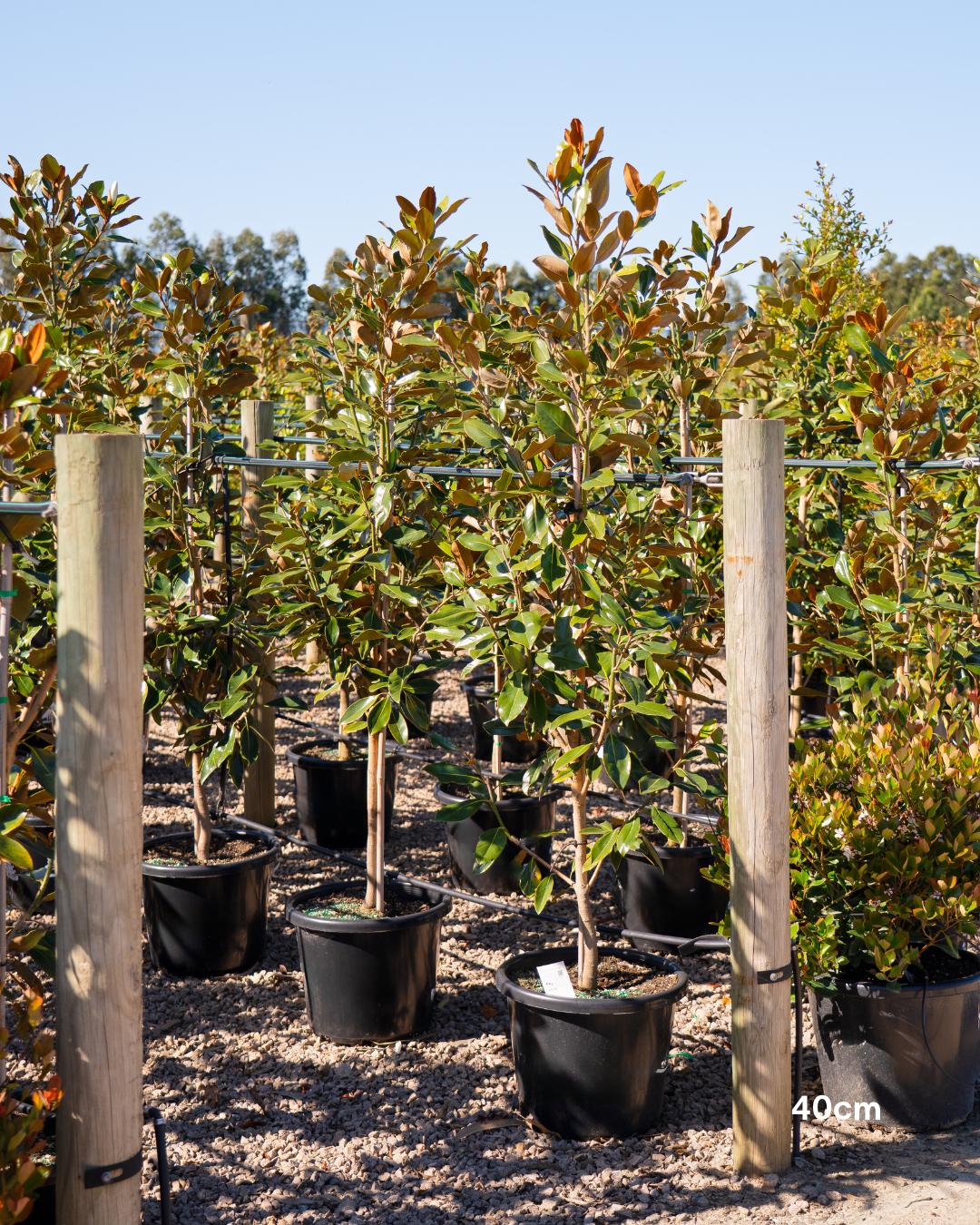 Magnolia grandiflora 'Little Gem'