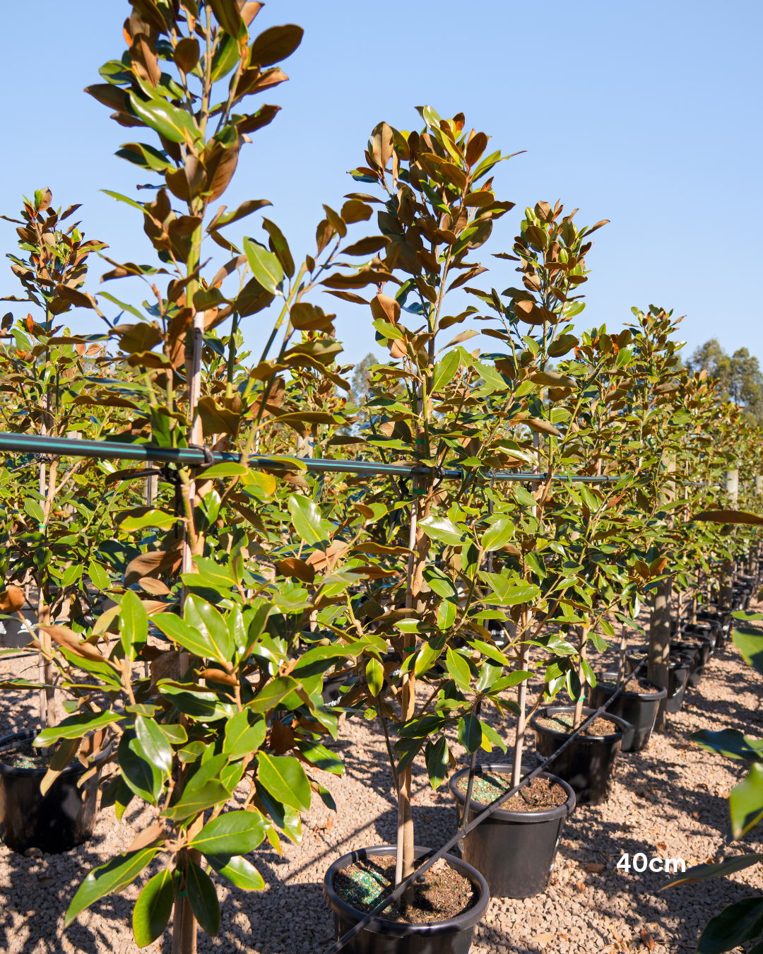 Magnolia grandiflora 'Little Gem'