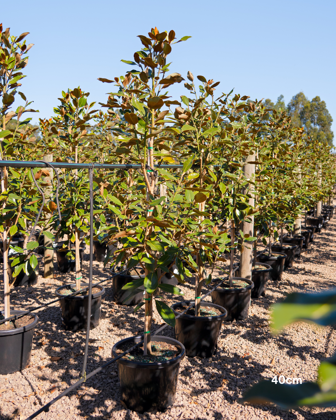 Magnolia grandiflora 'Little Gem'