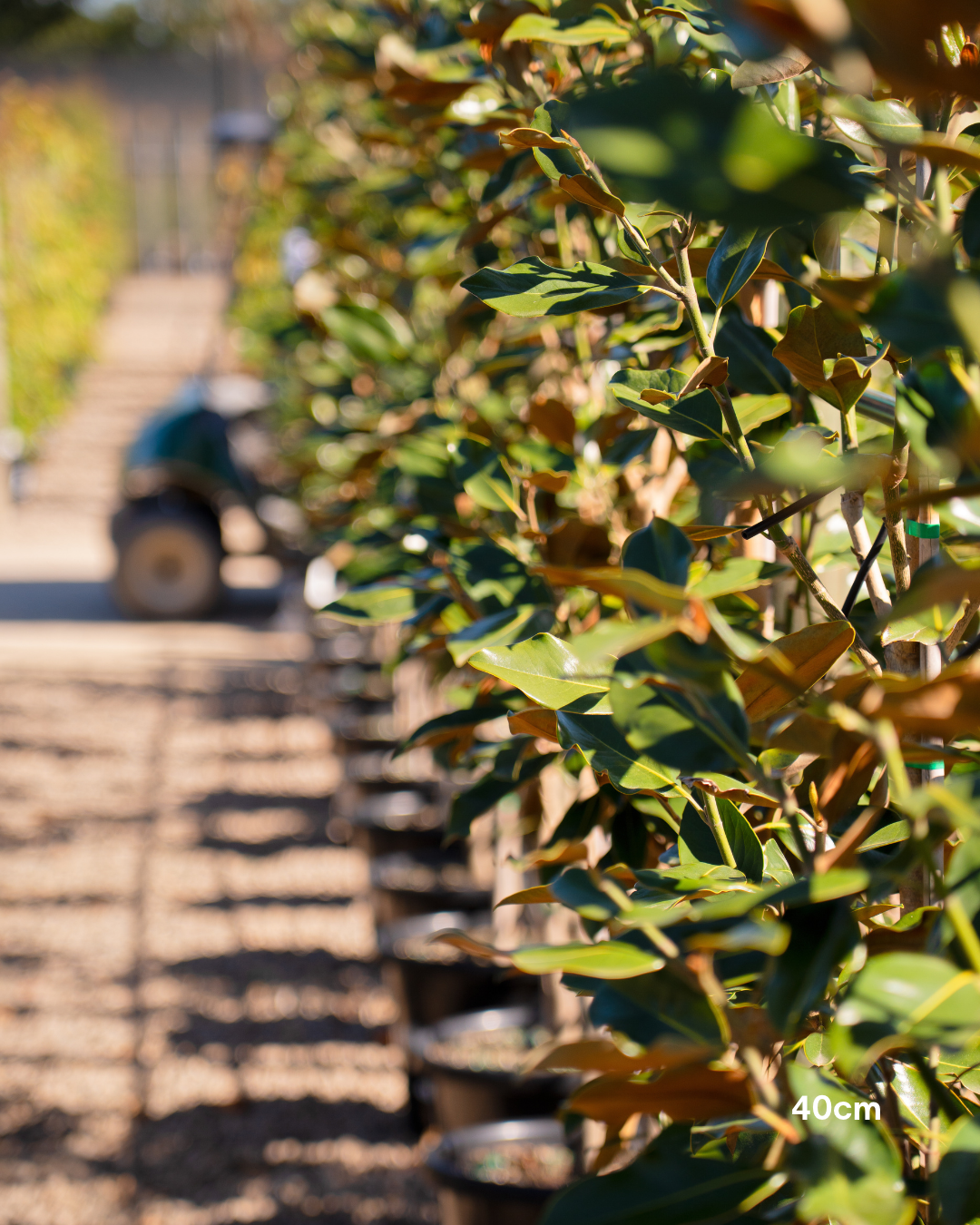 Magnolia grandiflora 'Little Gem'