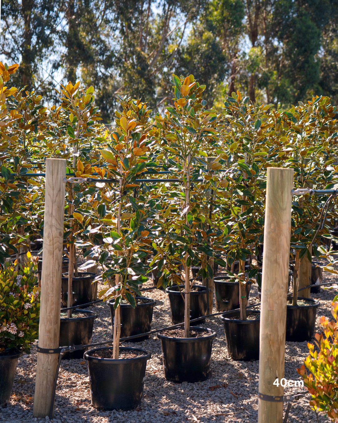 Magnolia grandiflora 'Little Gem'