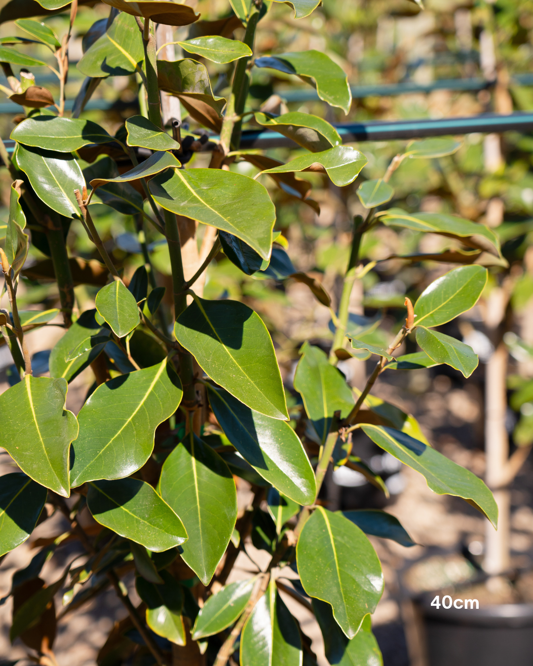 Magnolia grandiflora 'Little Gem'