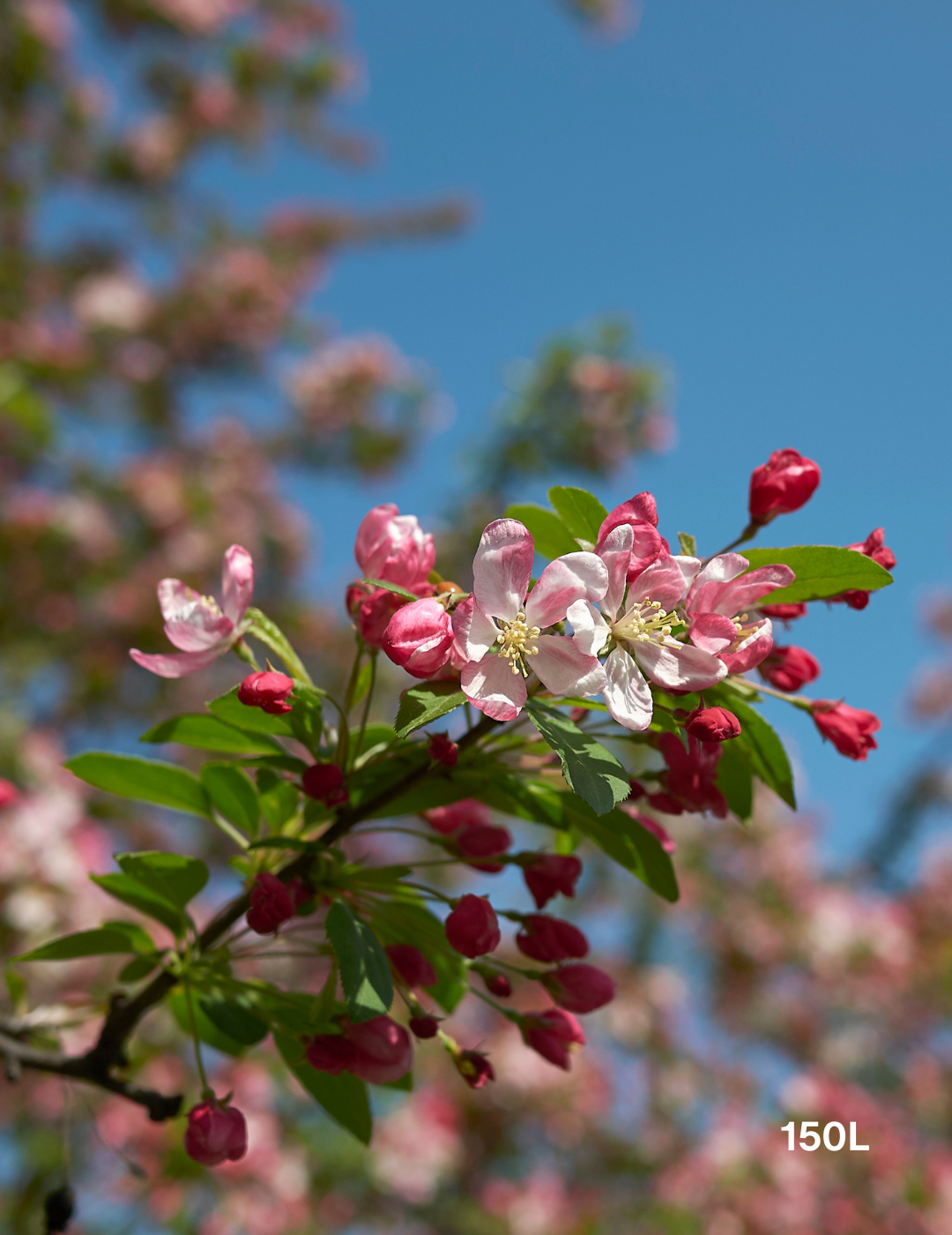 Malus floribunda - Evergreen Trees Direct