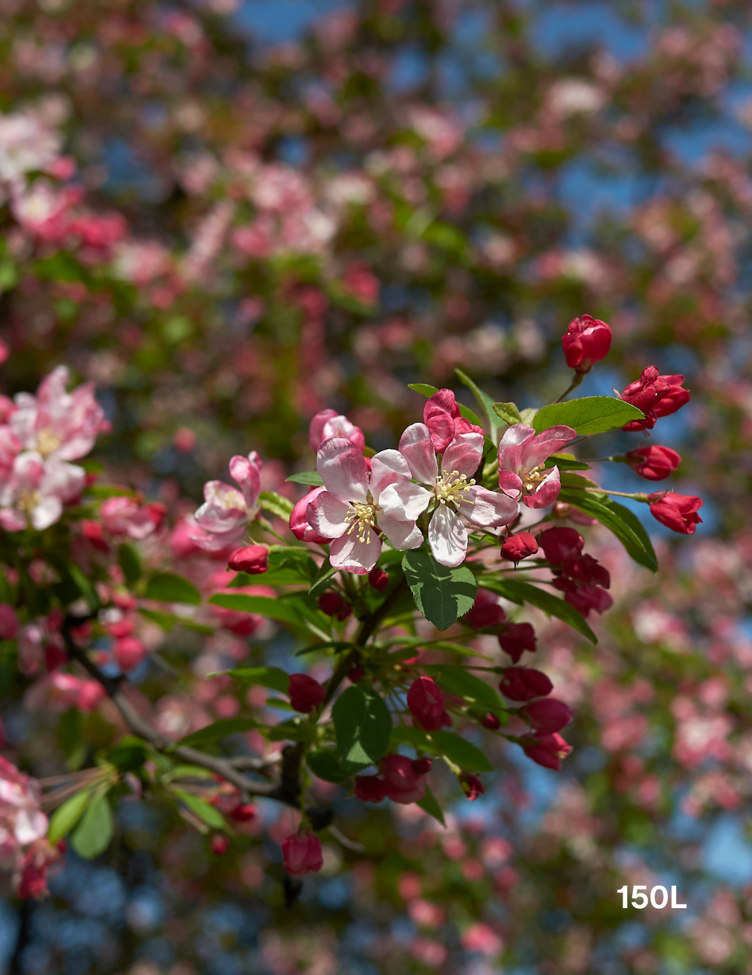 Malus floribunda - Evergreen Trees Direct