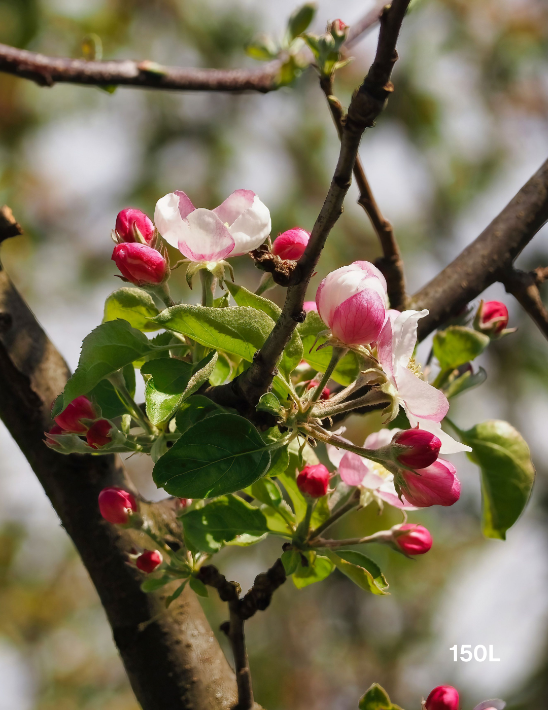 Malus floribunda - Evergreen Trees Direct