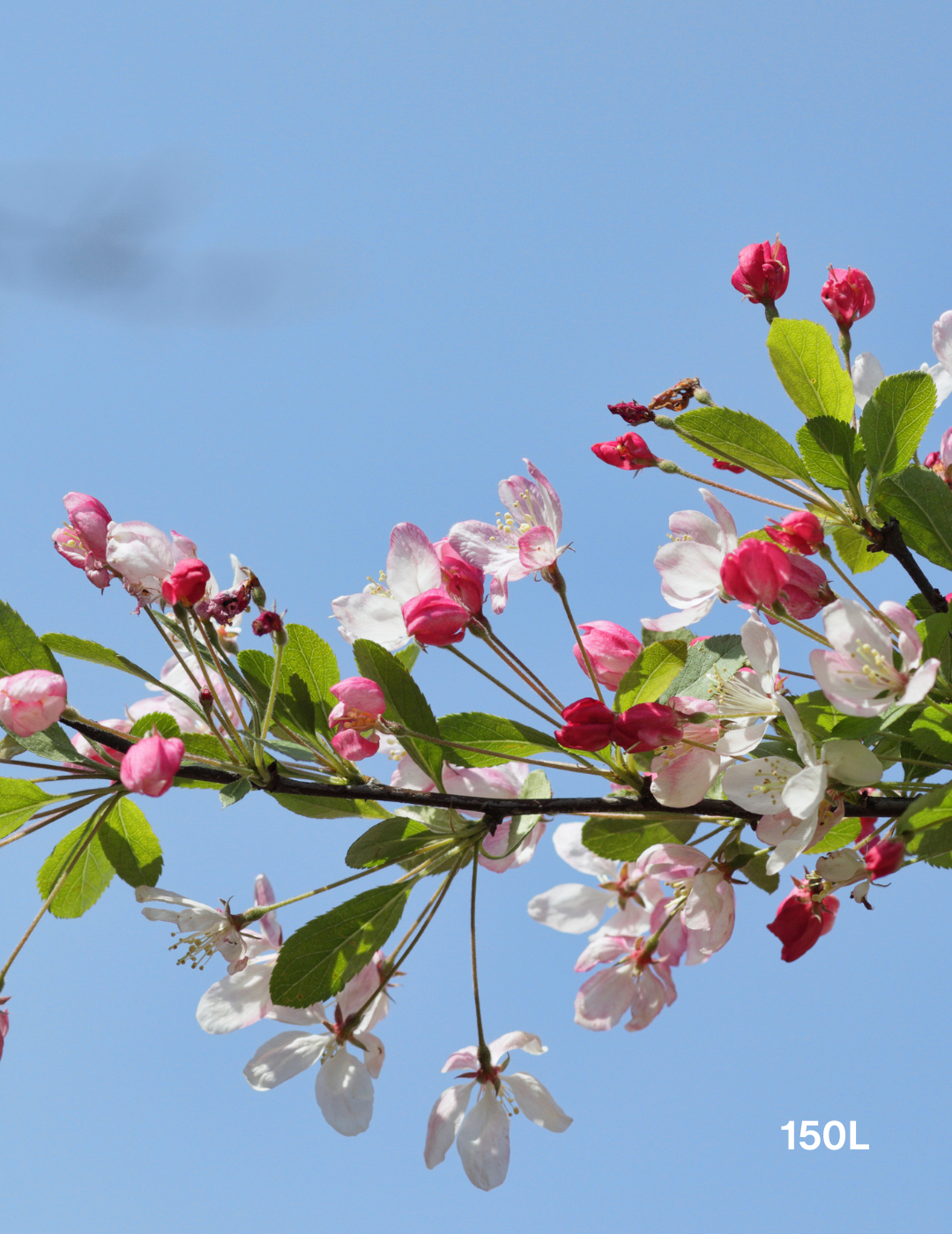 Malus floribunda - Evergreen Trees Direct