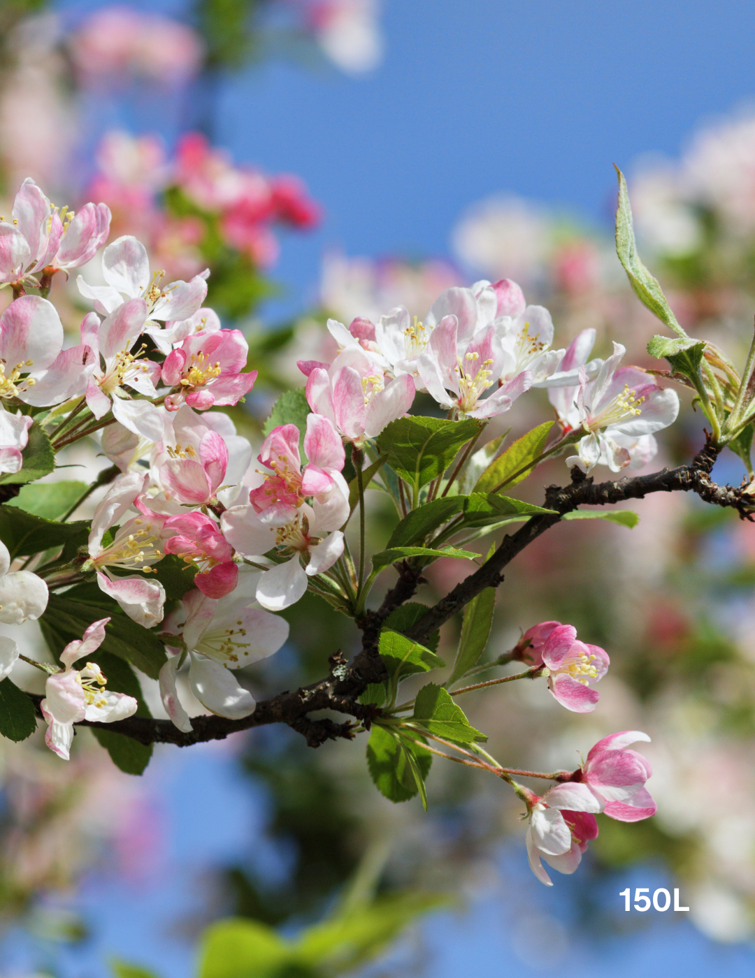 Malus floribunda - Evergreen Trees Direct