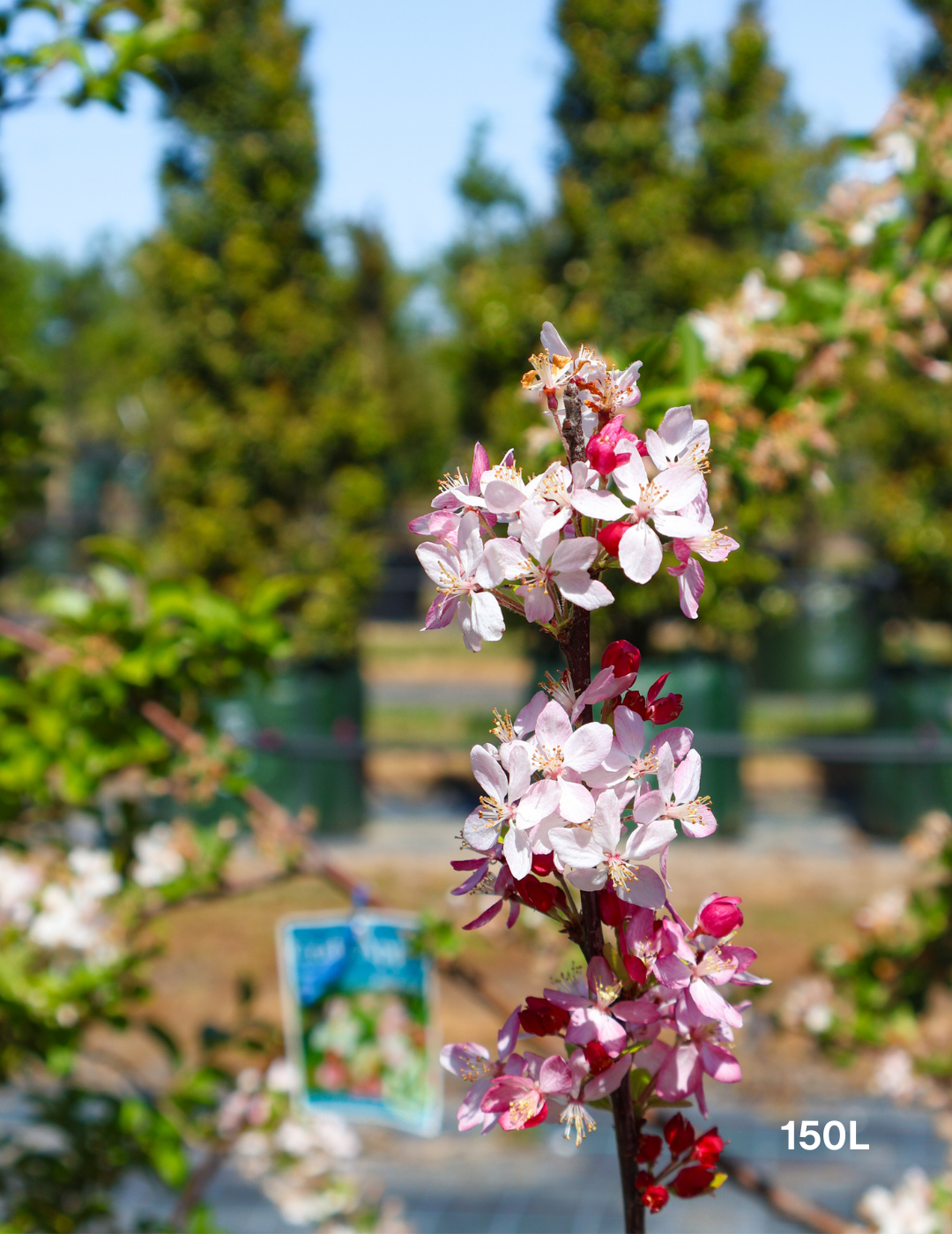 Malus floribunda - Evergreen Trees Direct