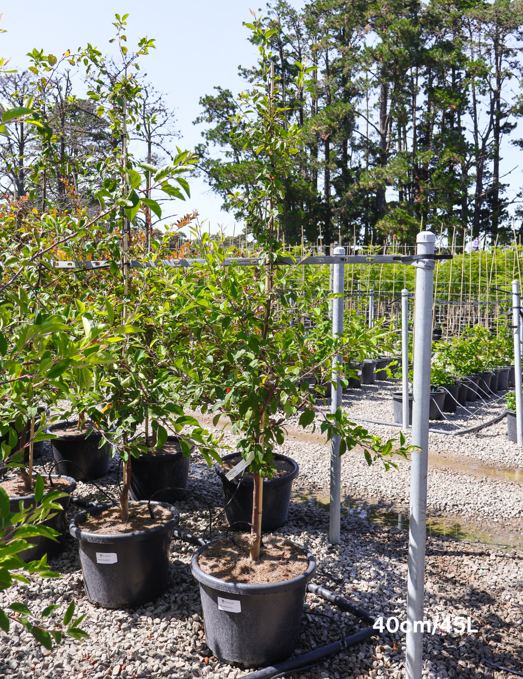 Malus floribunda - Evergreen Trees Direct
