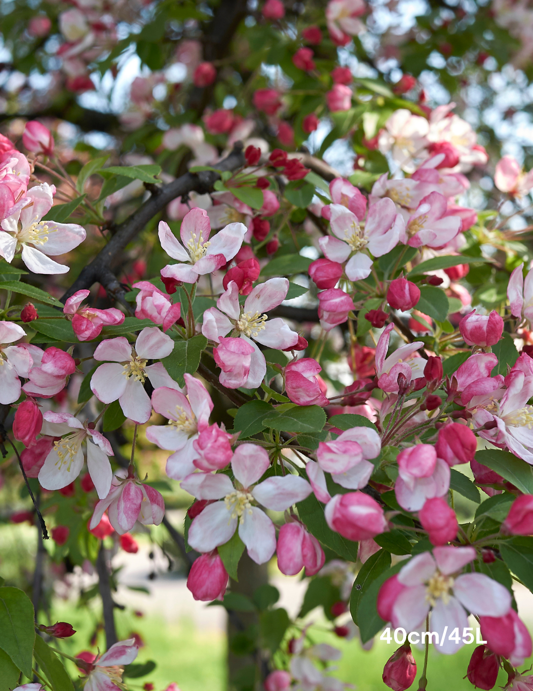 Malus floribunda - Evergreen Trees Direct