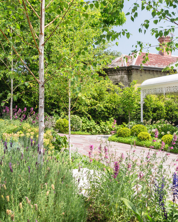 The Best Feature Trees for Small Areas - Evergreen Trees Direct