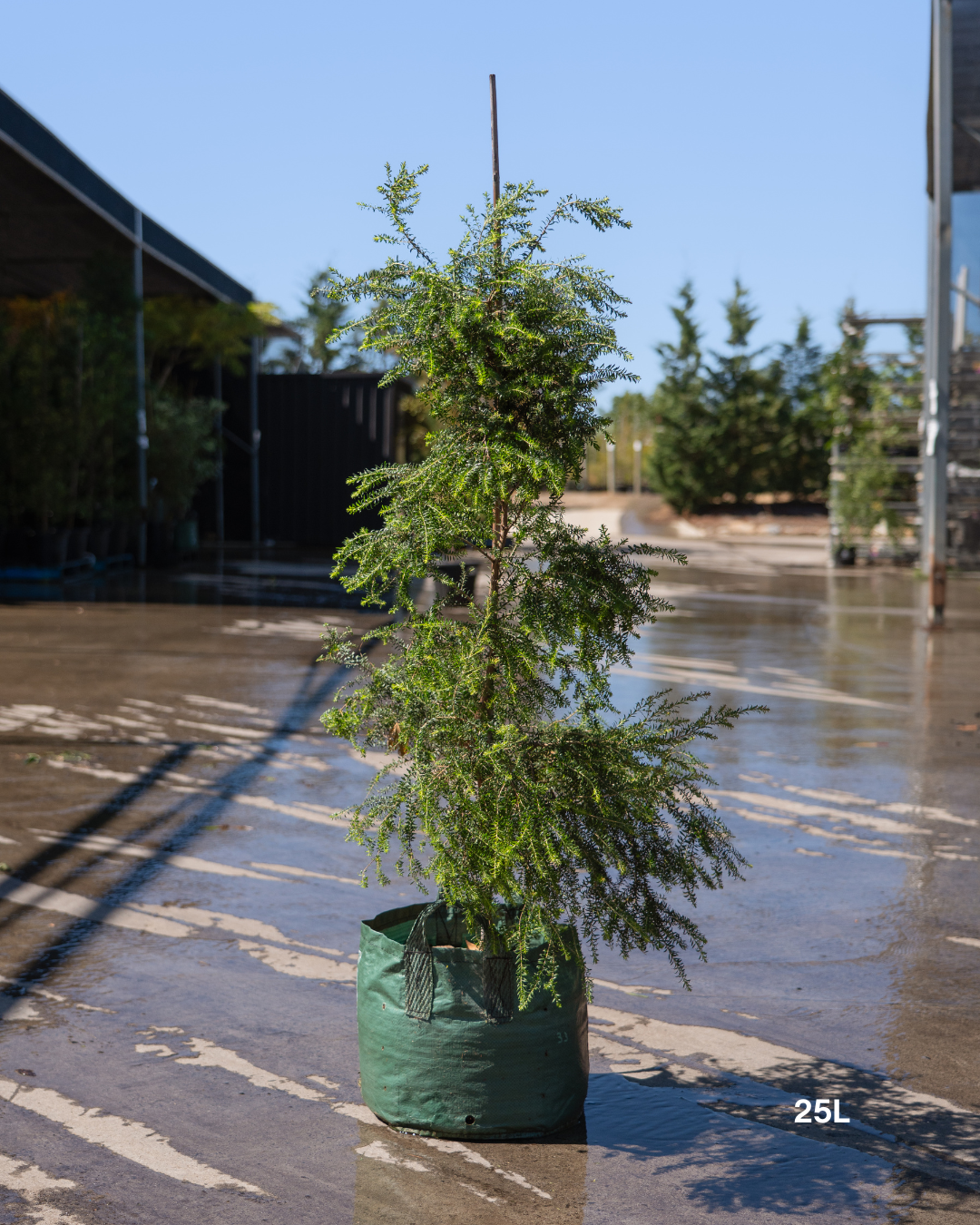Melaleuca lanceolata (Moonah Tree) - Sale - Evergreen Trees Direct