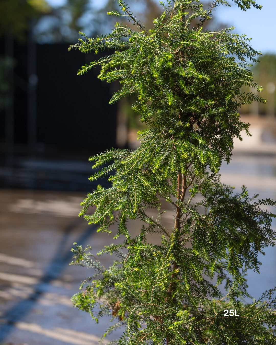 Melaleuca lanceolata (Moonah Tree) - Sale - Evergreen Trees Direct