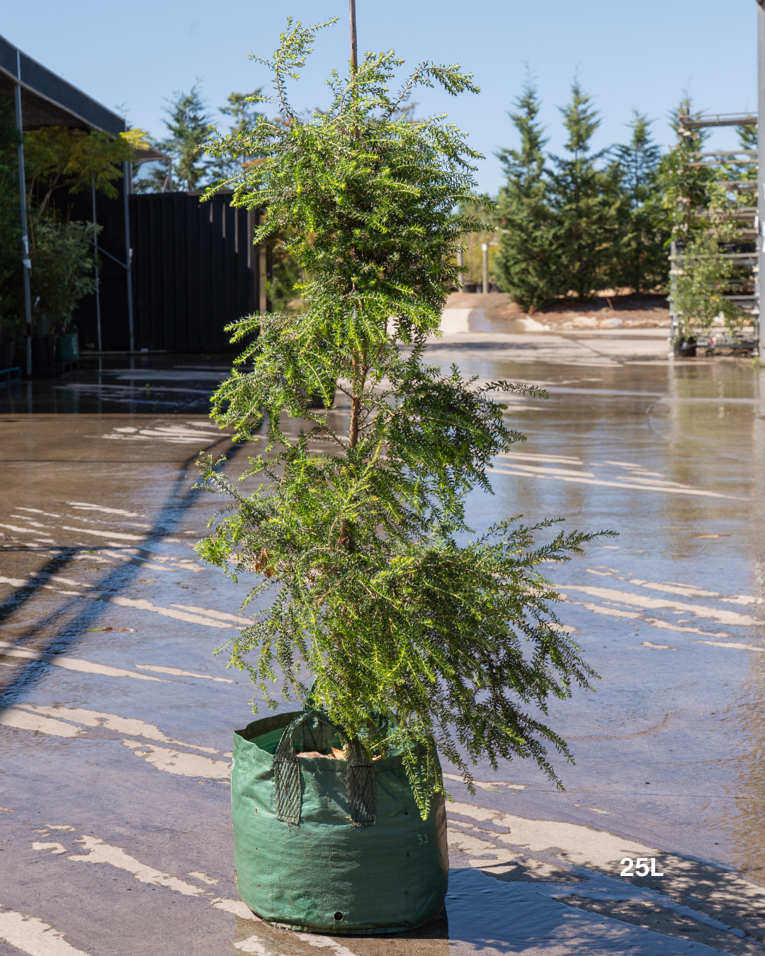 Melaleuca lanceolata (Moonah Tree) - Sale - Evergreen Trees Direct