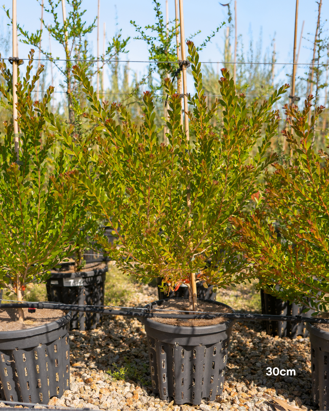 Melaleuca nesophila