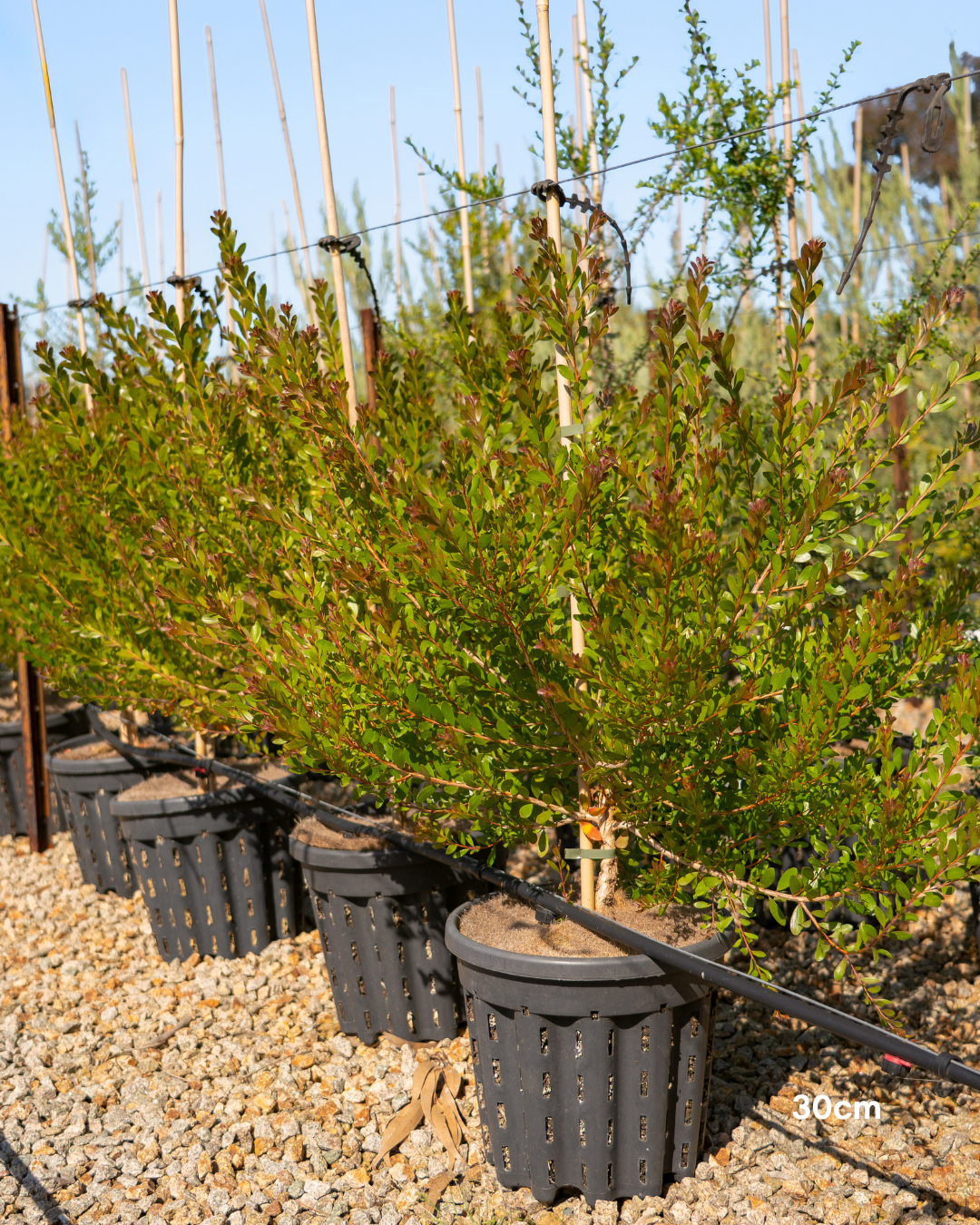 Melaleuca nesophila