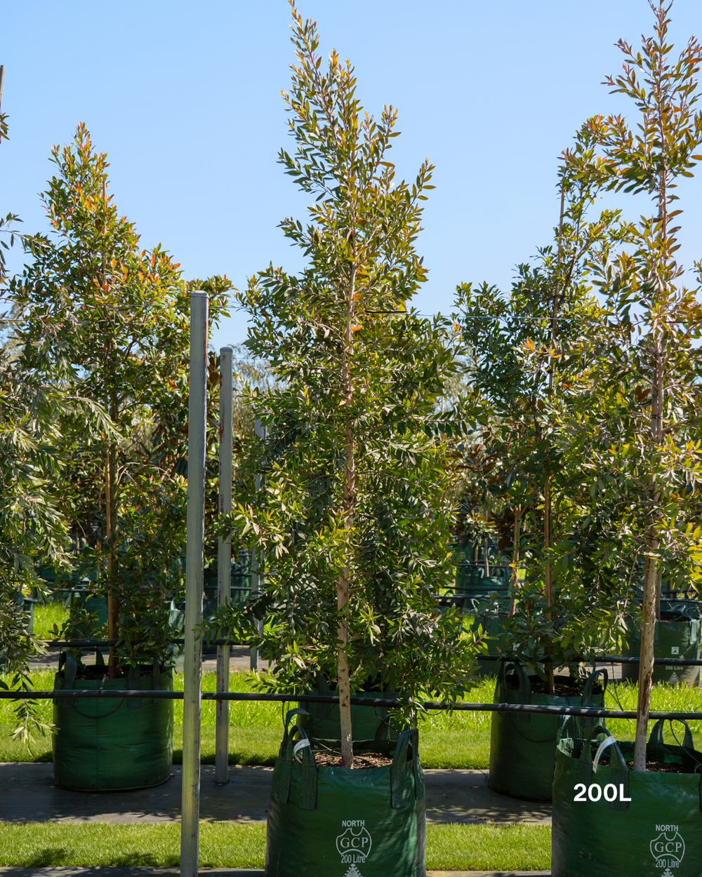 Melaleuca quinquenervia Paperbark Tree