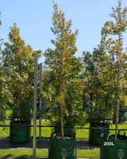 Melaleuca quinquenervia Paperbark Tree