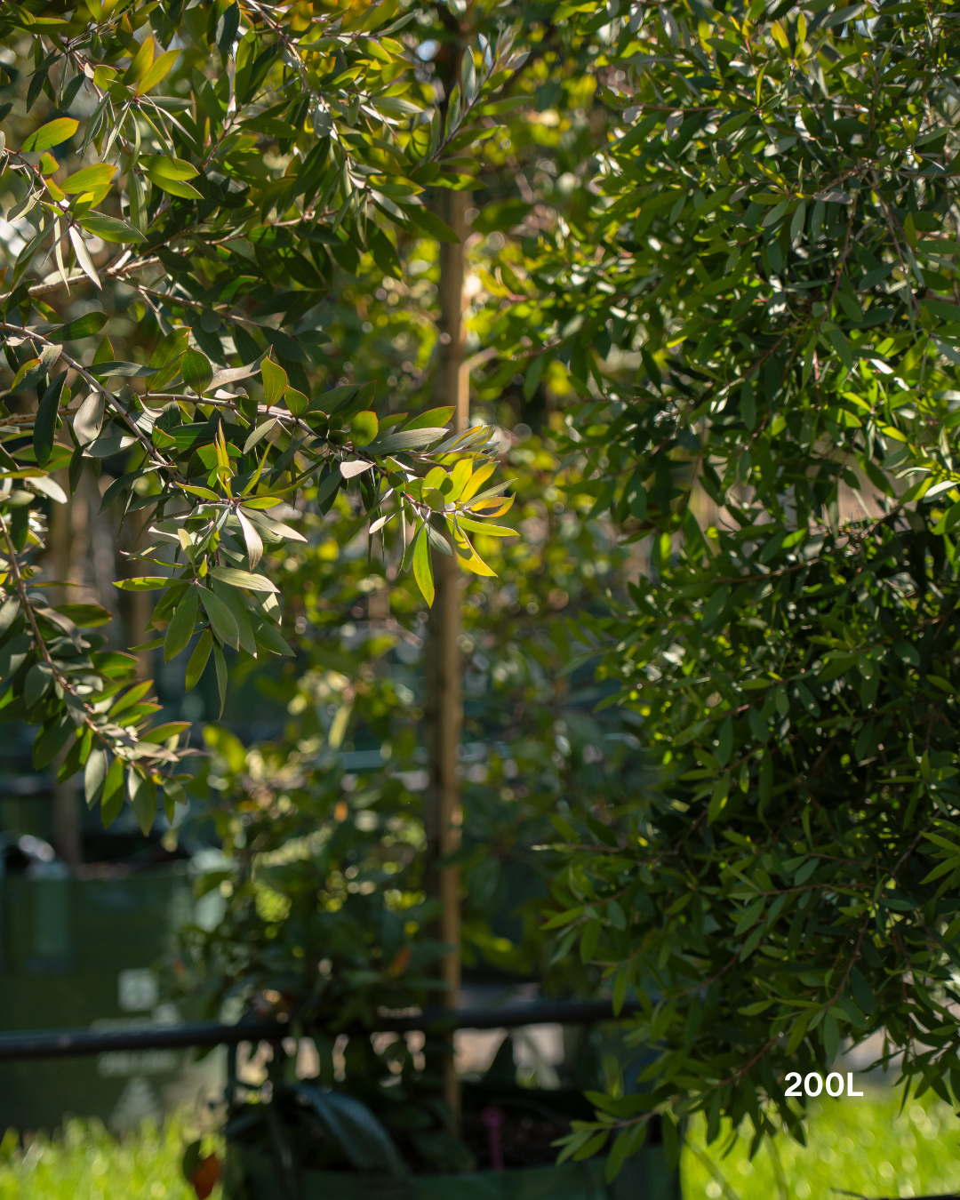 Melaleuca quinquenervia Paperbark Tree