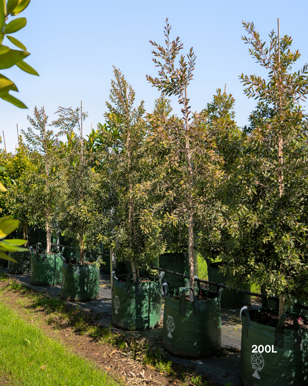 Melaleuca quinquenervia Paperbark Tree